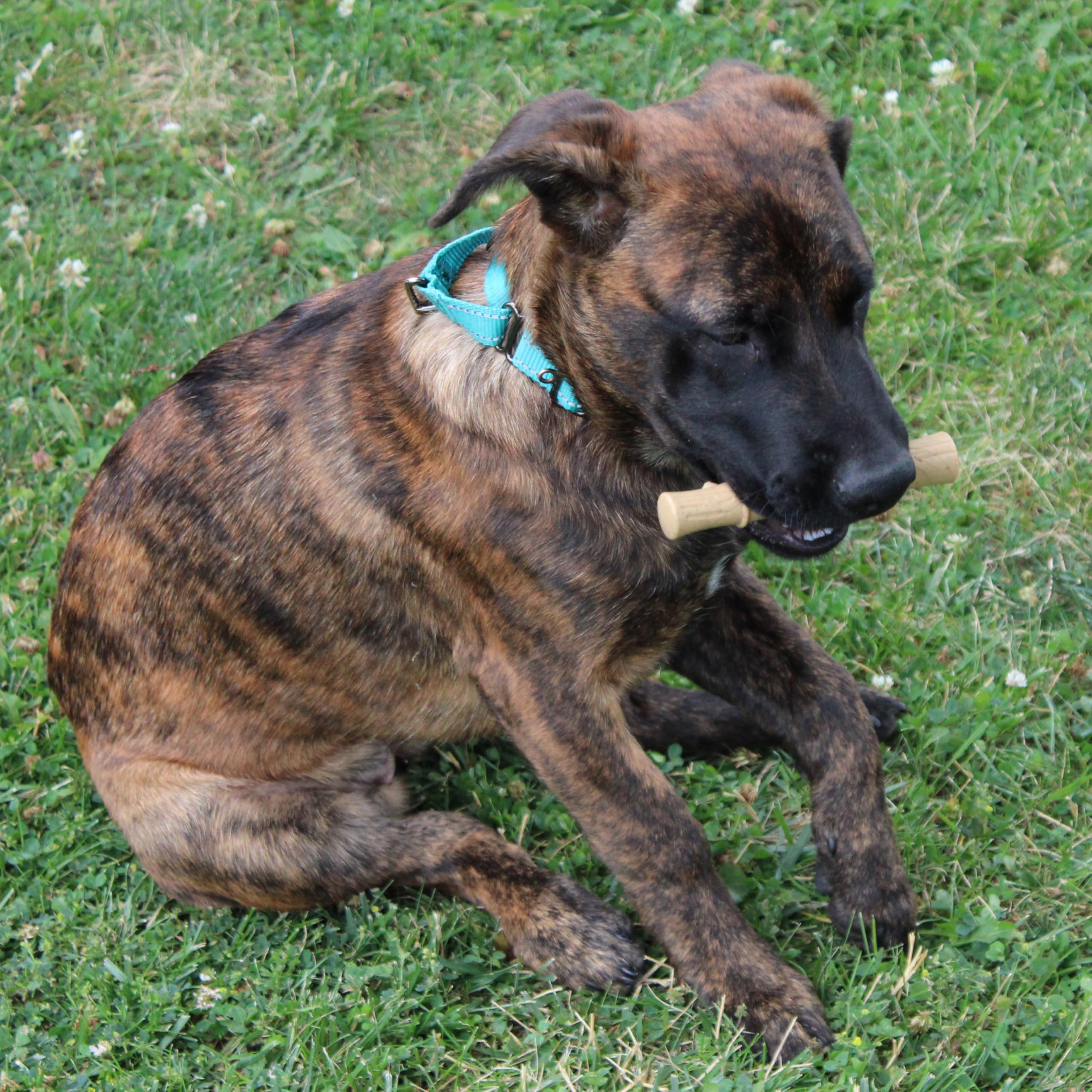 Ethical Pet Bambone Plus Bamboo Stick Dog Chew Toy, 525 Inch, Non-Splintering Alternative To Real Wood (690975)