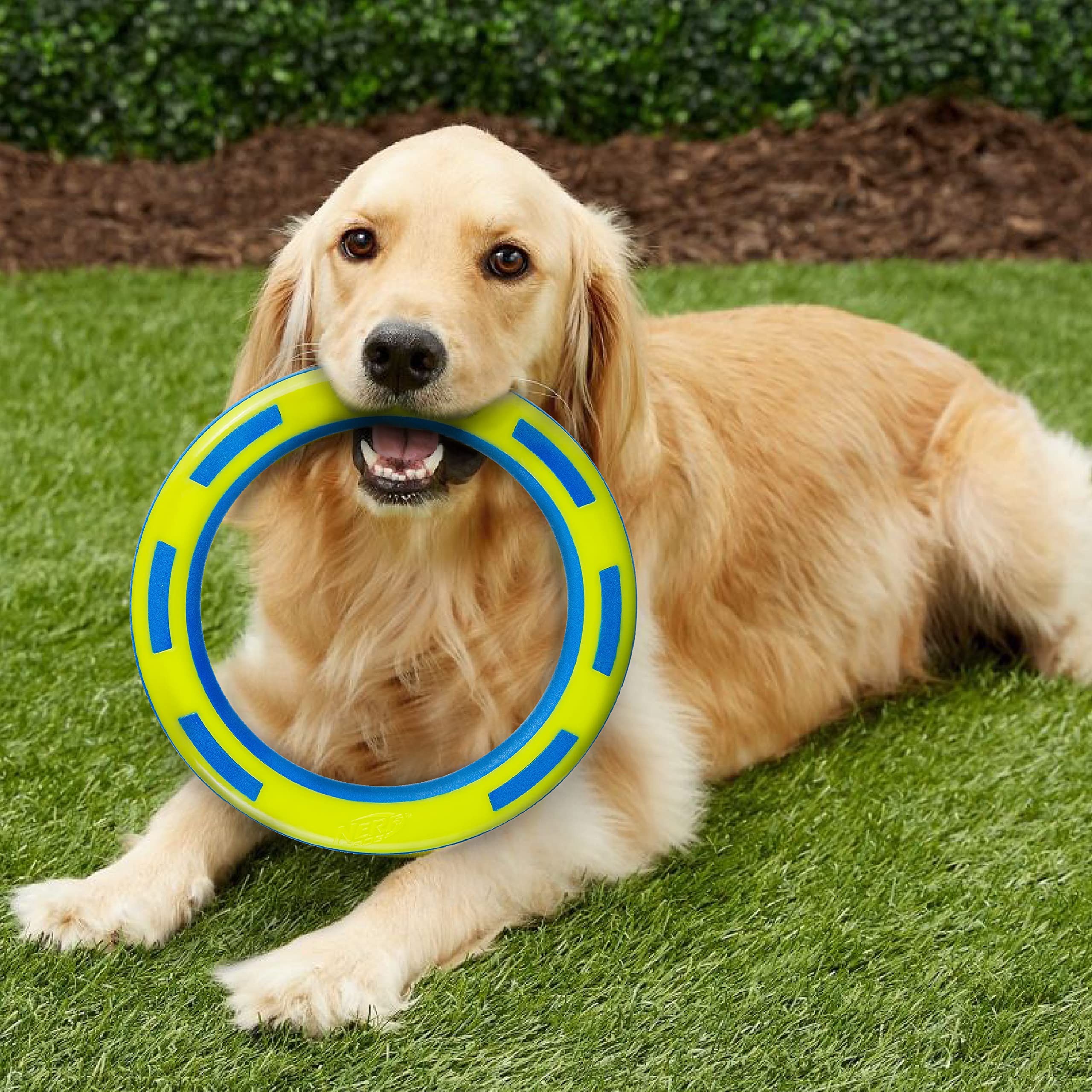 Nerf Dog Rubber & Foam Ring Dog Toy, Flying Disc, Lightweight, Durable and Water Resistant, 9 Inch Diameter, for Medium/Large Br