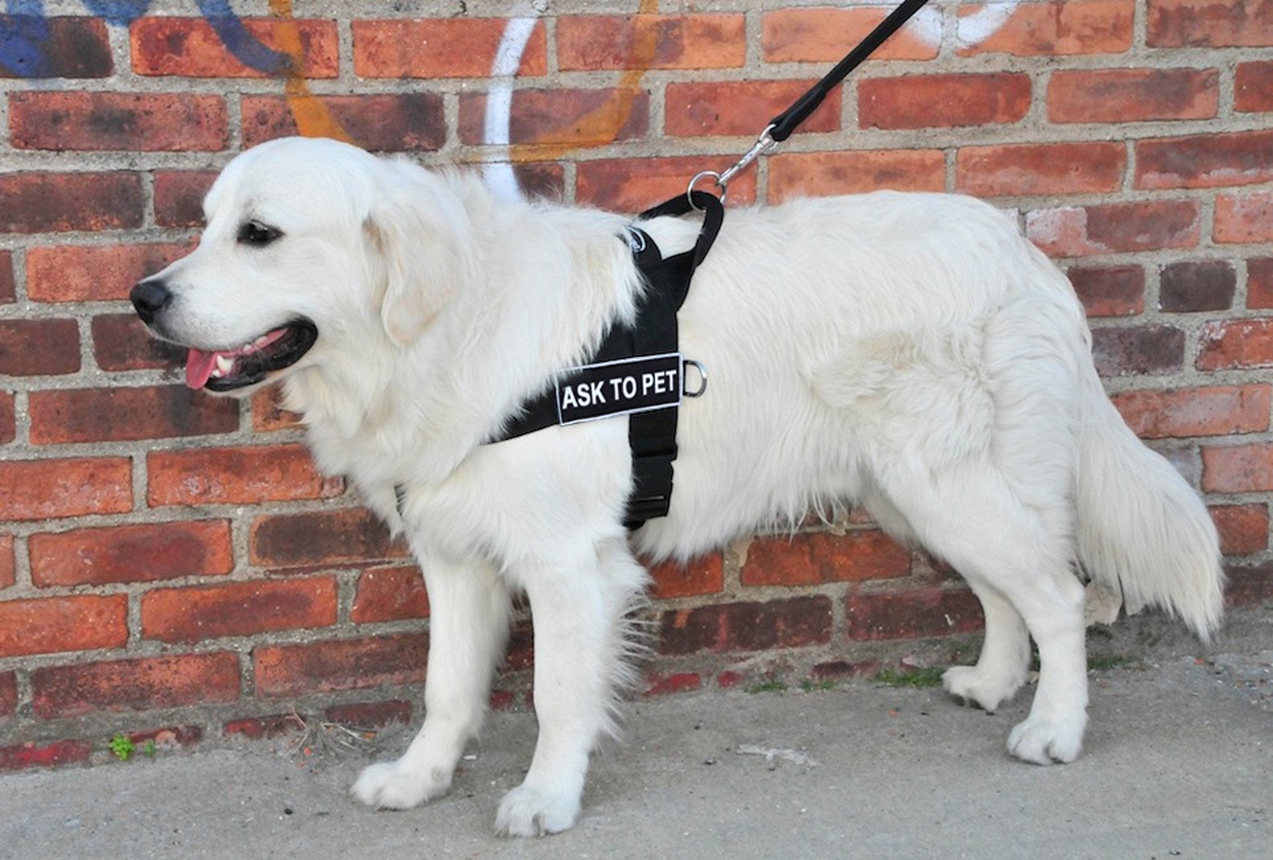 DT Universal No Pull Dog Harness, Ask To Pet, Black, X-Small, Fits Girth Size: 21-Inch to 25-Inch