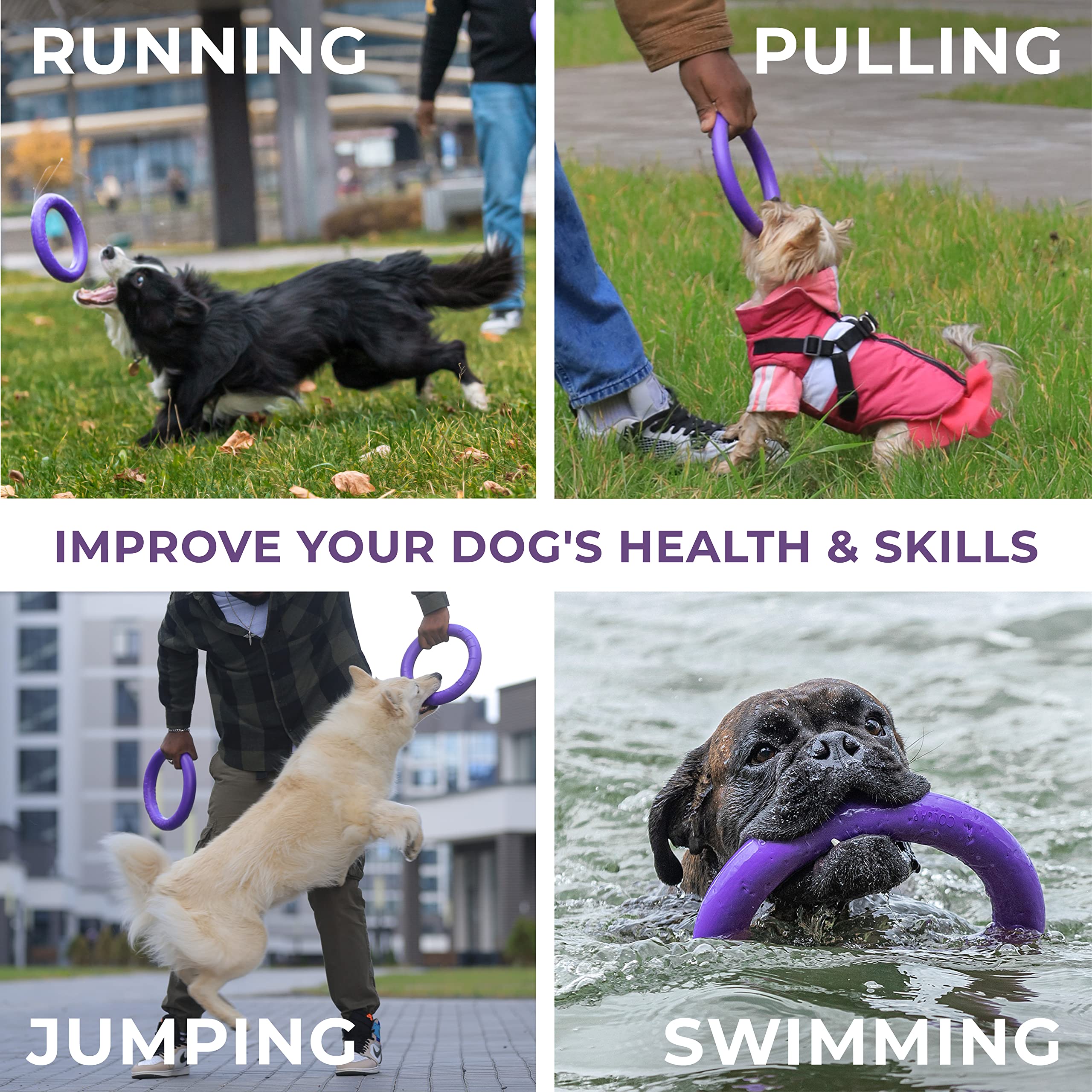 COLLAR Interactive Dog Toy Set - 2 Mini Rings, Dental Healthy, Purple, Model 4334816006