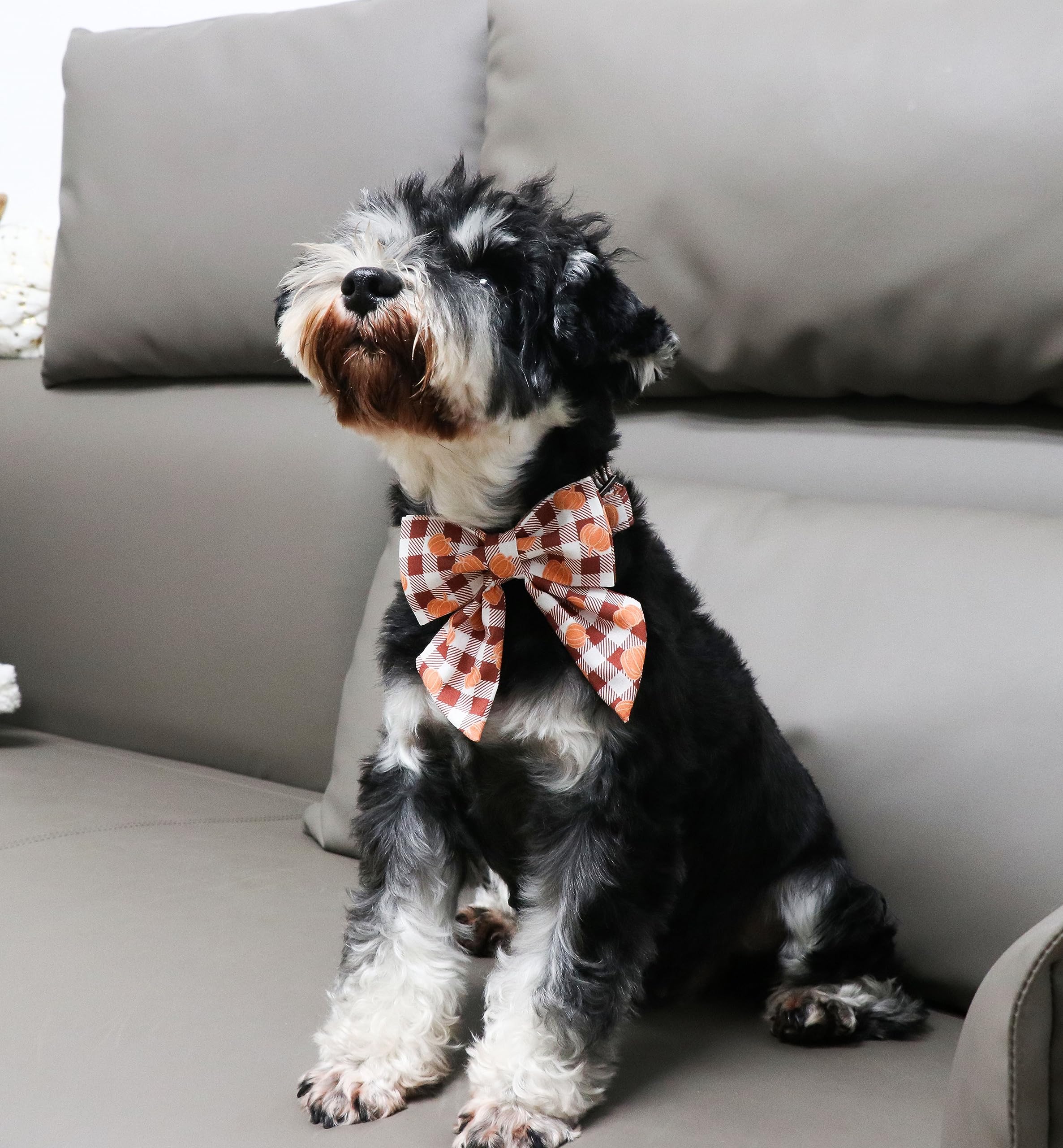 Unique Style Paws Cotton Dog Collar With Bow Halloween Pumpkin Plaid Dog Collar With Bow Tie For Small Medium Large Dogs Pets Gi