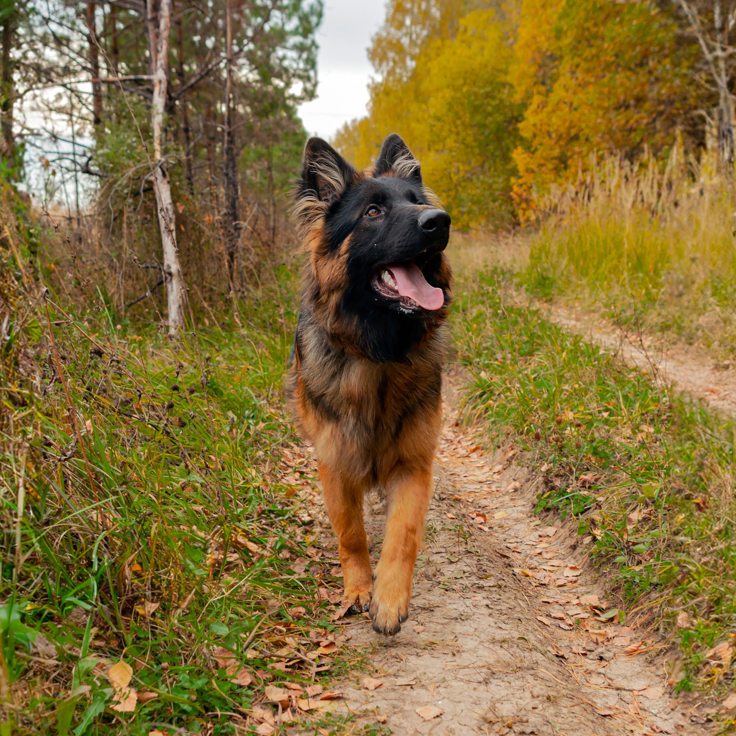 Rhino Wax - Fall And Winter Dogs Paw Pack (2 Tubes + Cloth) - Hiking And Snow Dog Pad Protection Against Rocks, Ice, Uneven Terr