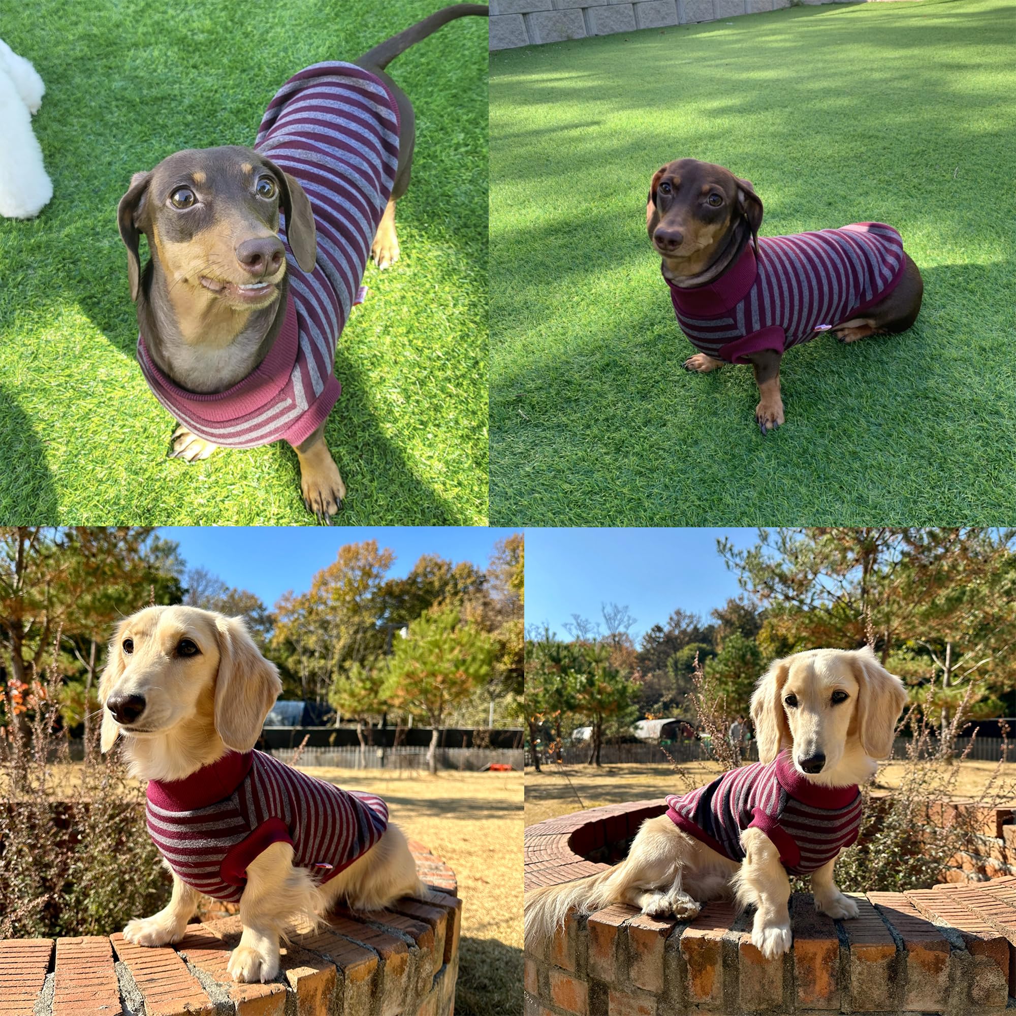D Doggy Star Dachshund Sweater For Dogs Lining Napping Stripe T Shirts (M,Burgundy/Grey)