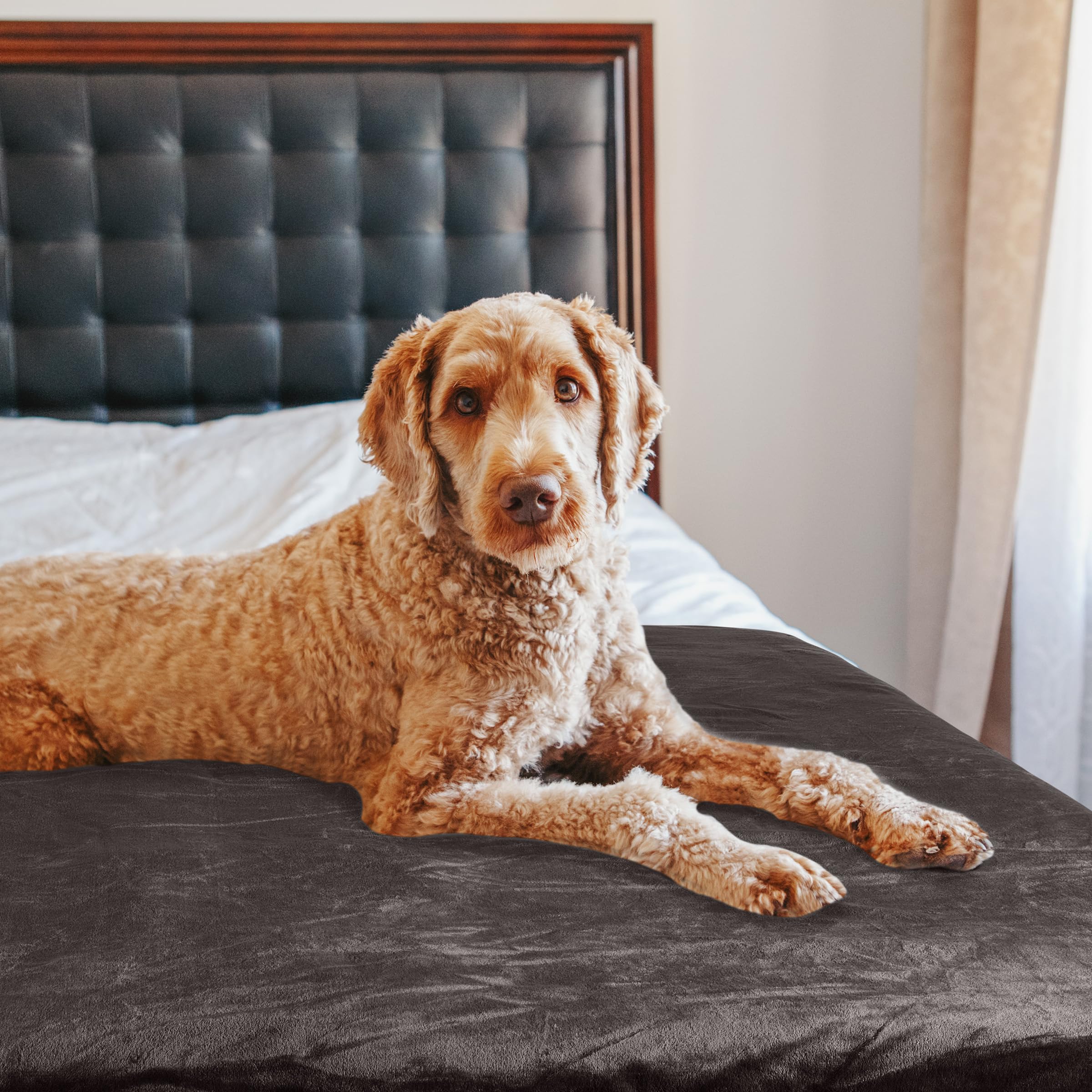 PETMAKER Dog Blanket - 60x70in Reversible Sherpa Blanket - Throw Blankets for Bed, Couch, or Car - Machine Washable Puppy Essent