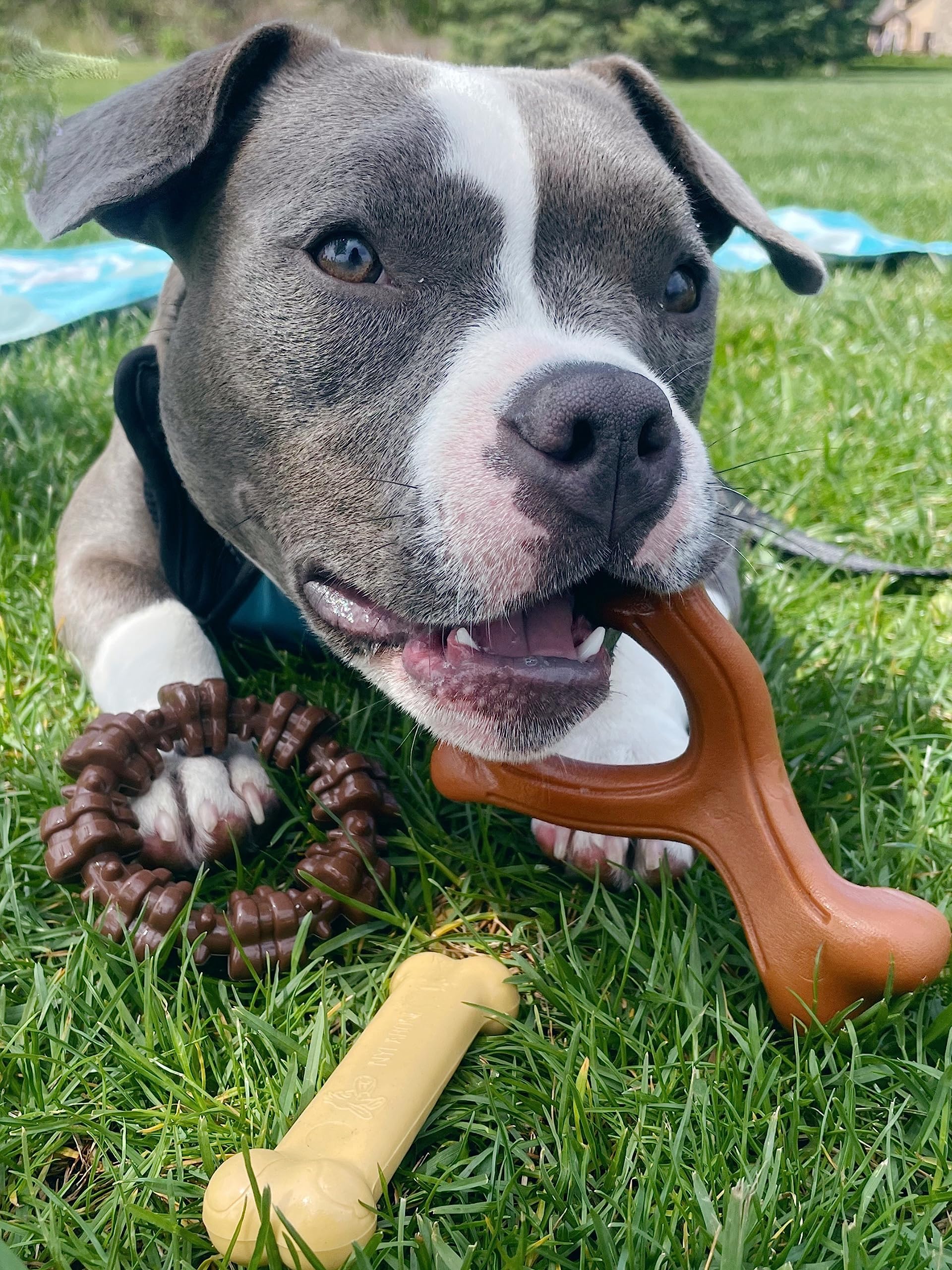 Nylabone Power Chew Customer Favorites Dog Toy Bundle, Indestructible Dog Chew Toys For Aggressive Chewers, 3 Shapes And Flavors