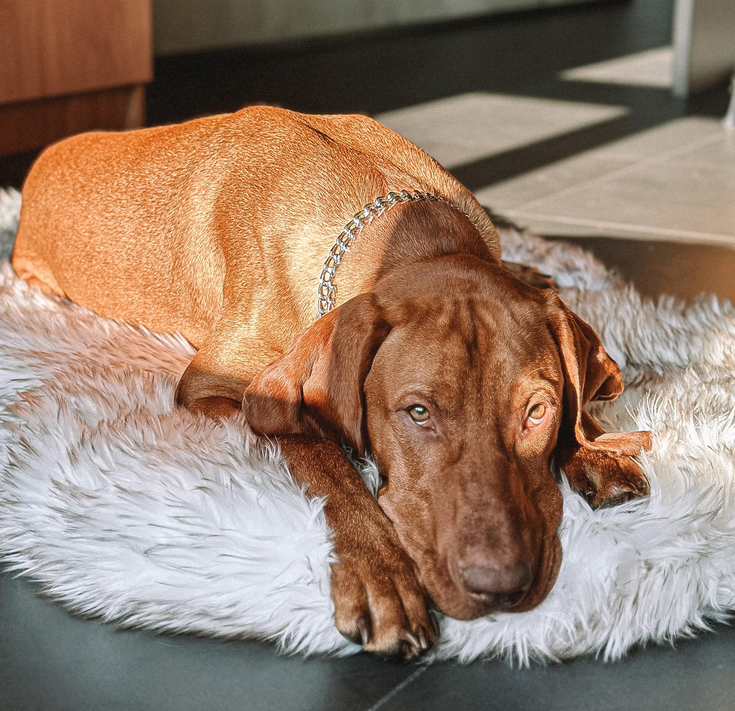 Luxury Faux Fur Orthopedic Dog Bed, Memory Foam Dog Bed For Small, Medium, Large And Xl Pets, Fluffy Pup Rug With Waterproof And Washable Soft Cover, Bone White (Medium)