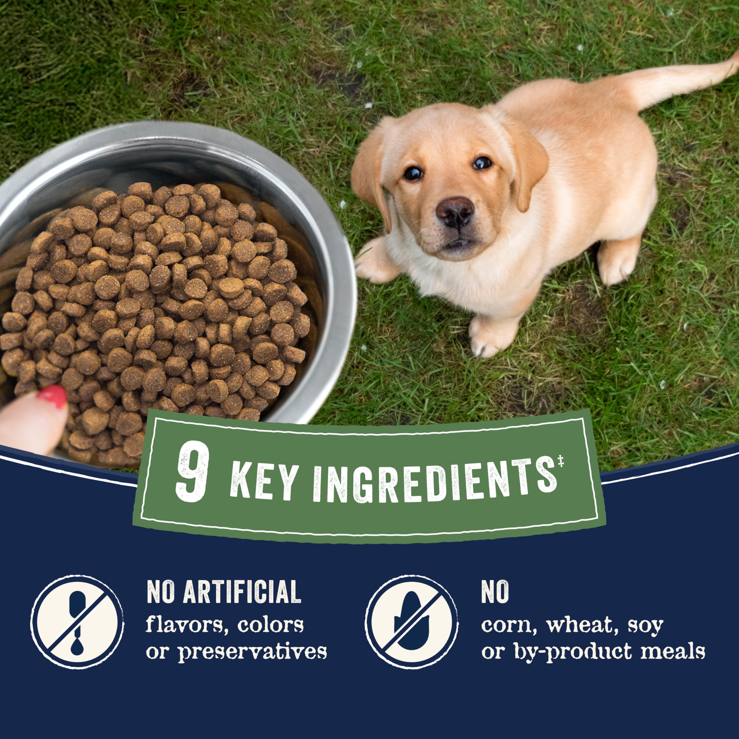 CANIDAE Pure Dry Puppy Food with Wholesome Grains, Real Salmon & Oatmeal, 4 lbs.