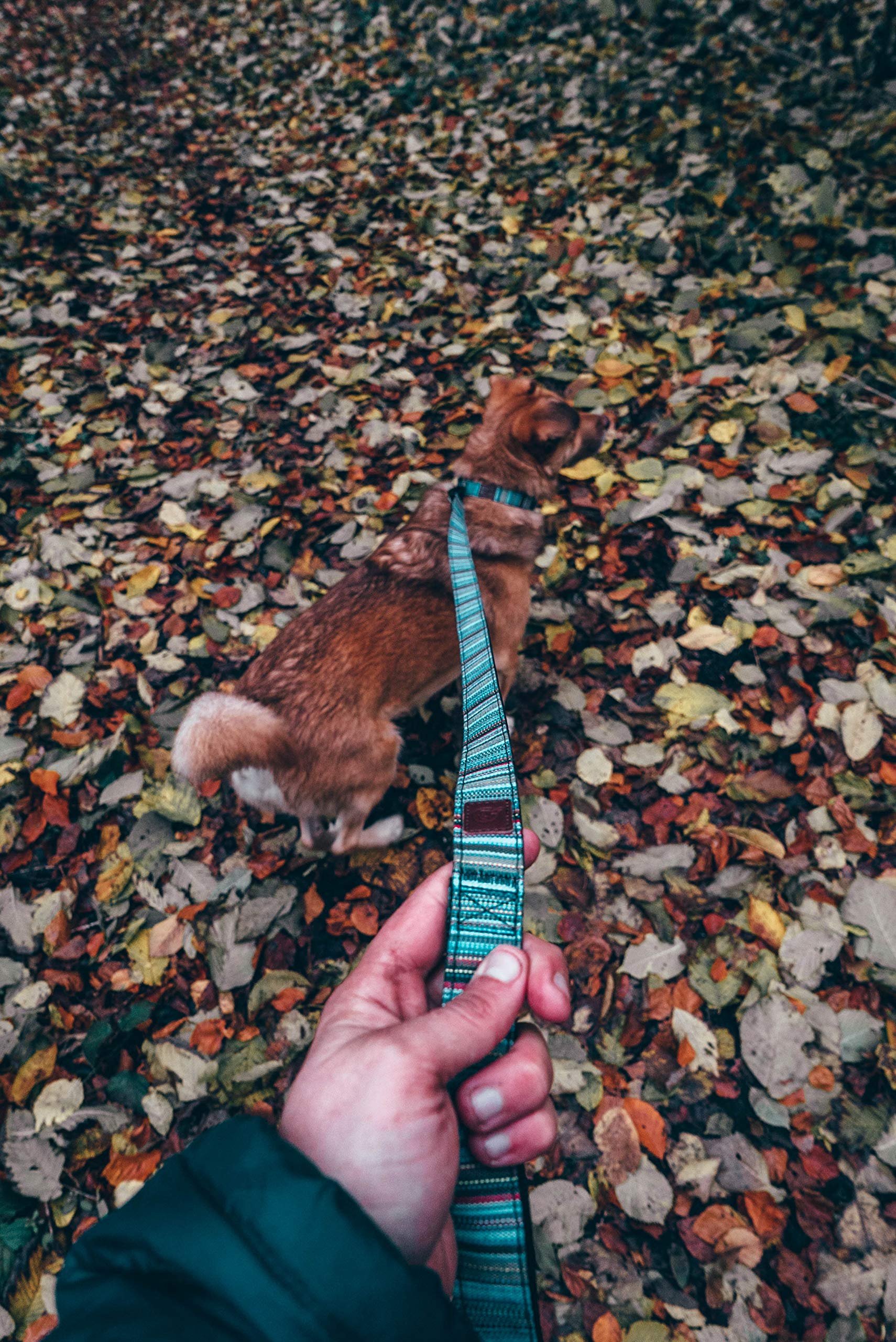 Embark Urban Dog Leashes - Colorful, Strong And Sturdy Nylon Dog Leashes For Small Dogs, Dog Leashes Medium Dogs And Dog Leashes Large Breed Dogs, Heavy Duty Dog Leash (Boho, 4 Ft Dog Leash)