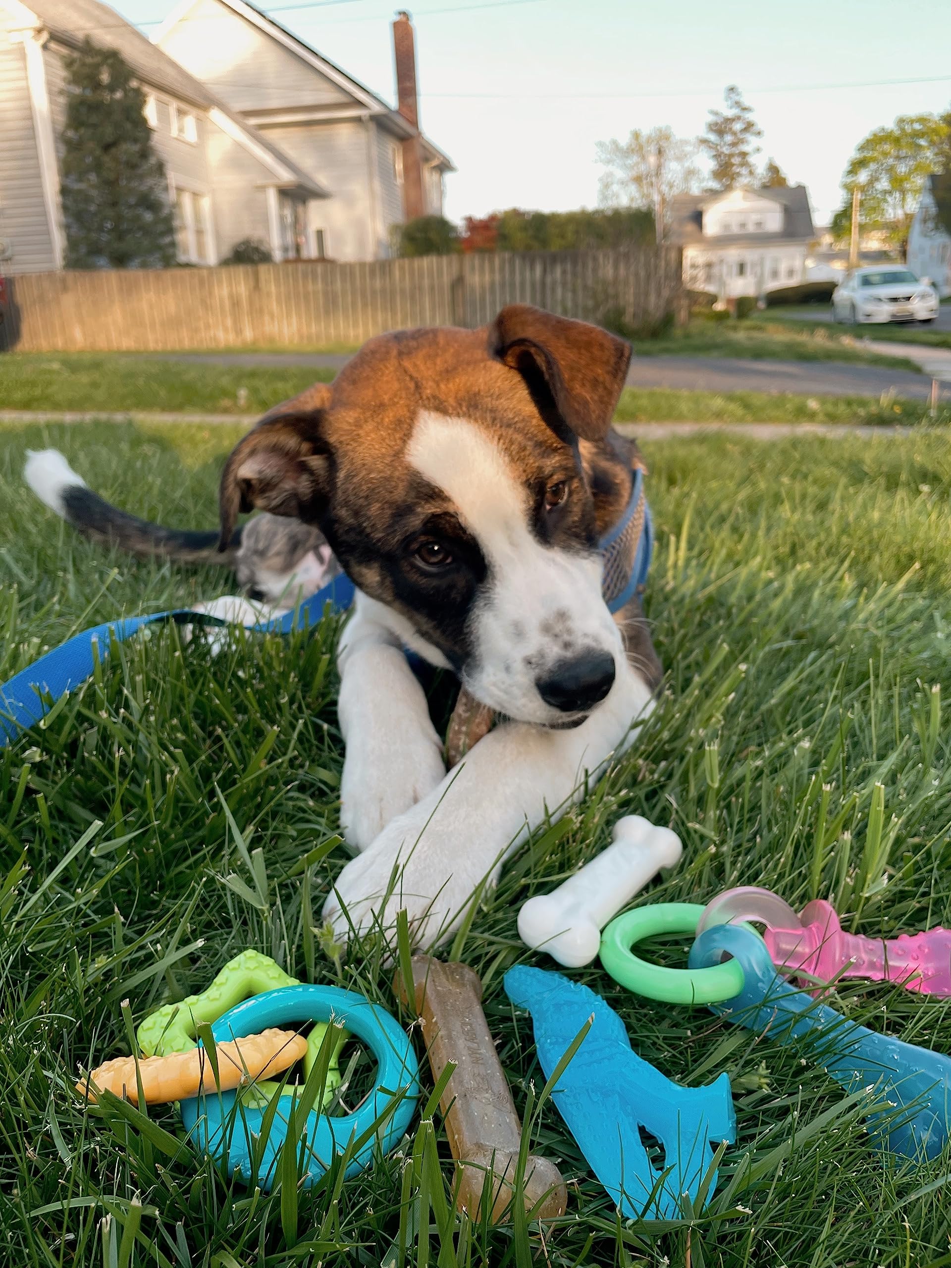Nylabone New Puppy Starter Kit, 5 Chew Toys And 1 Natural Treat For Puppies, Multi Color, Bacon & Chicken Flavor, Small - Up To 25 Lbs, 6 Pack