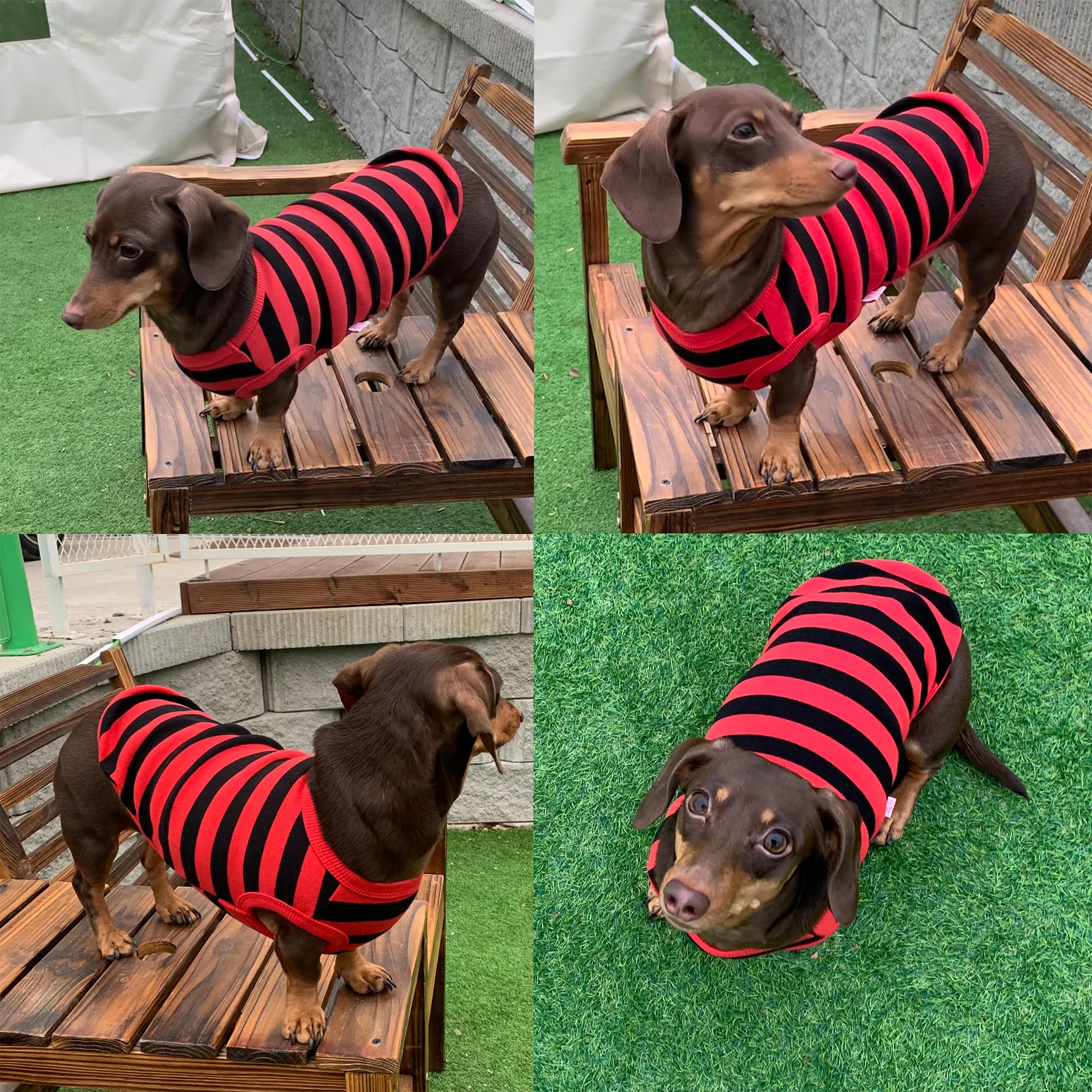 D Doggy Star Dachshund Clothes For Dogs Mini And Adults T Shirts (S,Stripe Red/Black)