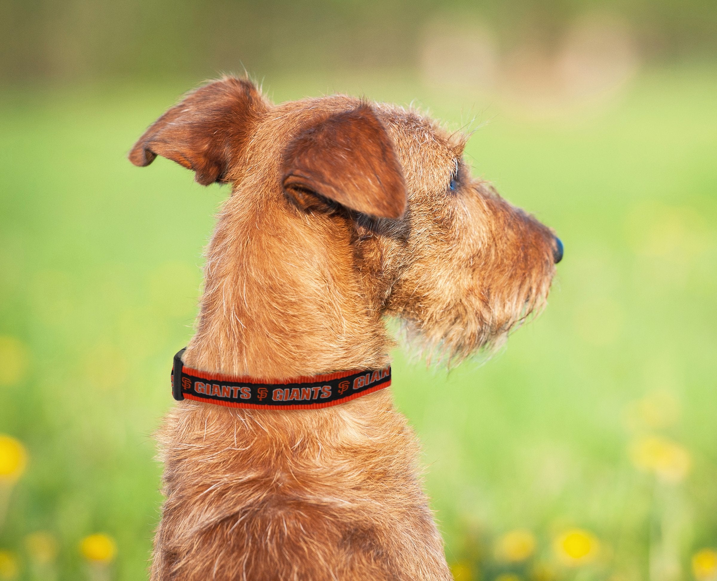 MLB San Francisco Giants Licensed PET COLLAR- Heavy-Duty, Strong, and Durable Dog Collar. Available in 29 Baseball Teams and 4 S