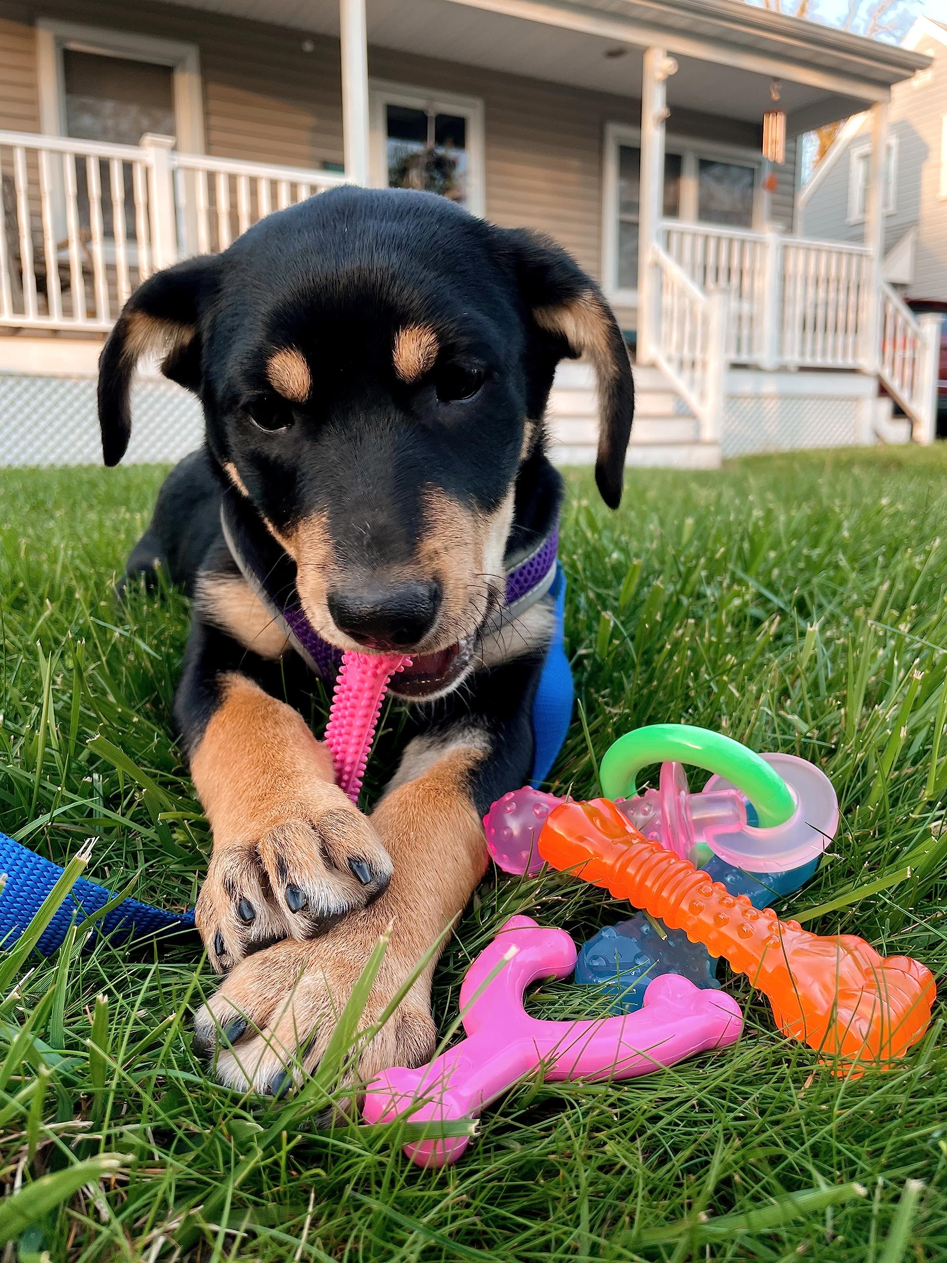 Nylabone New Puppy Chew Toy Bundle, Toys for Teething Puppies, Chicken & Bacon Flavors, Pink, X-Small - Up to 15 lbs, 4 Pack