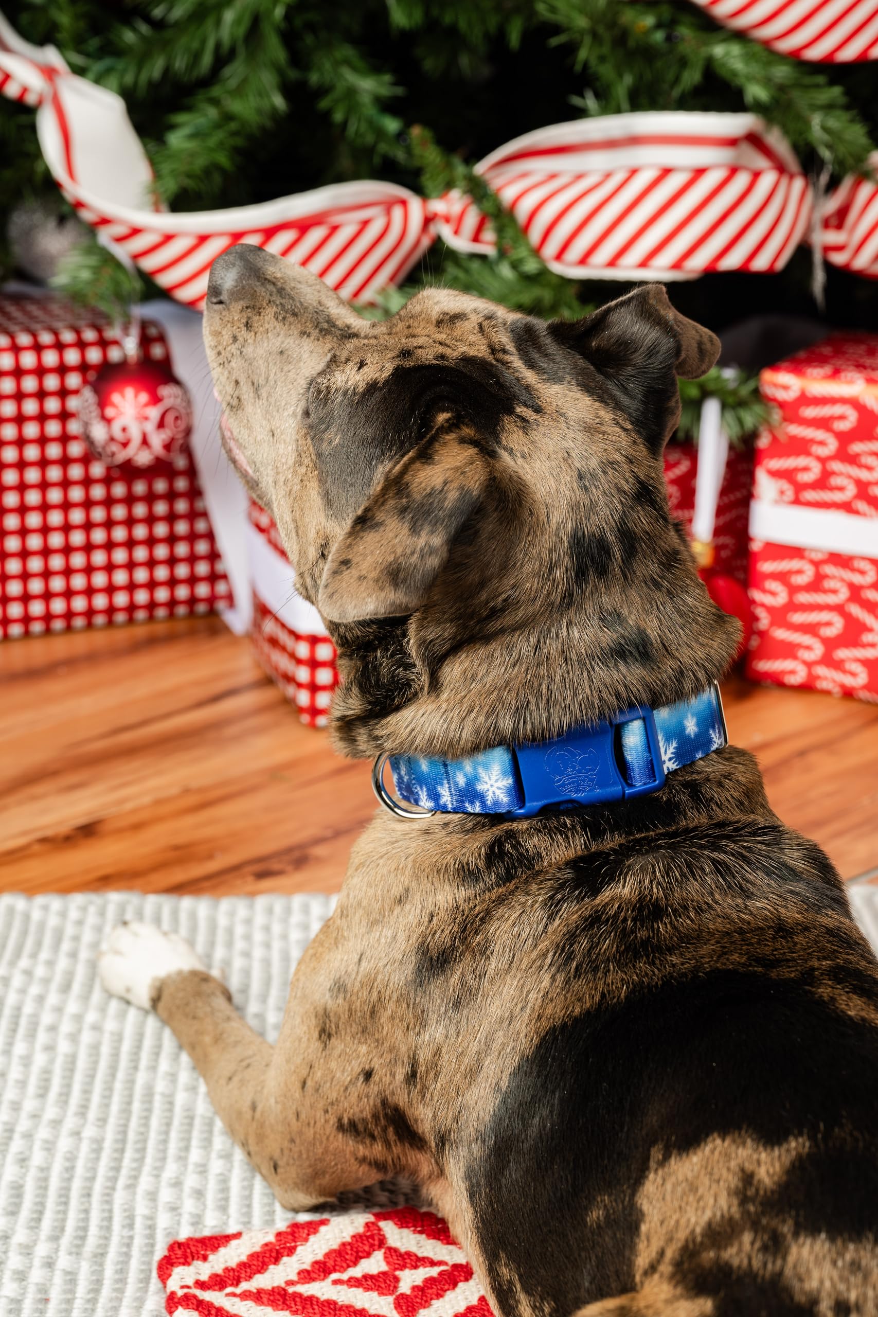 Country Brook Petz - Deluxe Winter Wonderland Dog Collar - Made In The U.S.A. - Christmas Collection Featuring Festive Designs (1 Inch, Medium)