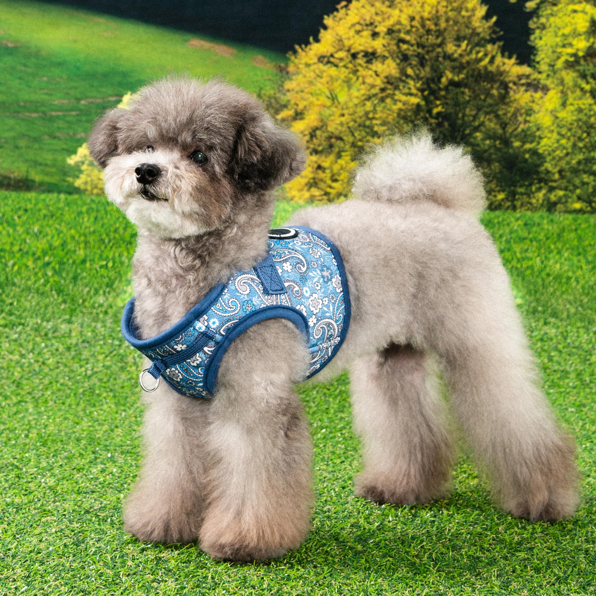 Puppia Cynthia Dog Vest Harness B (Step-In) Fashionable Paisley Pattern Spring Summer Harness For Small And Medium Dogs, Blue, M