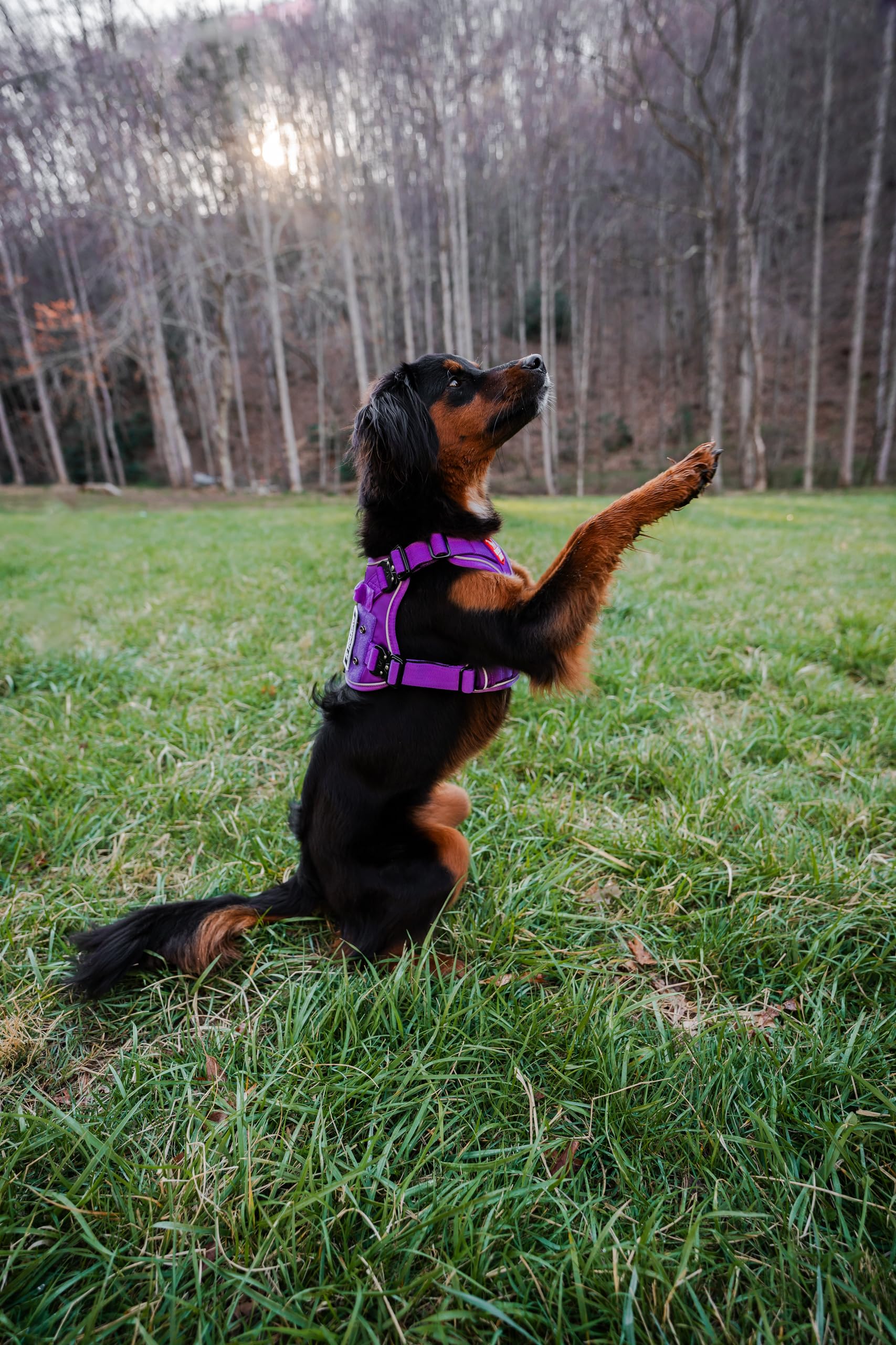 Boss Dog Tactical Harness, Purple, X-Large