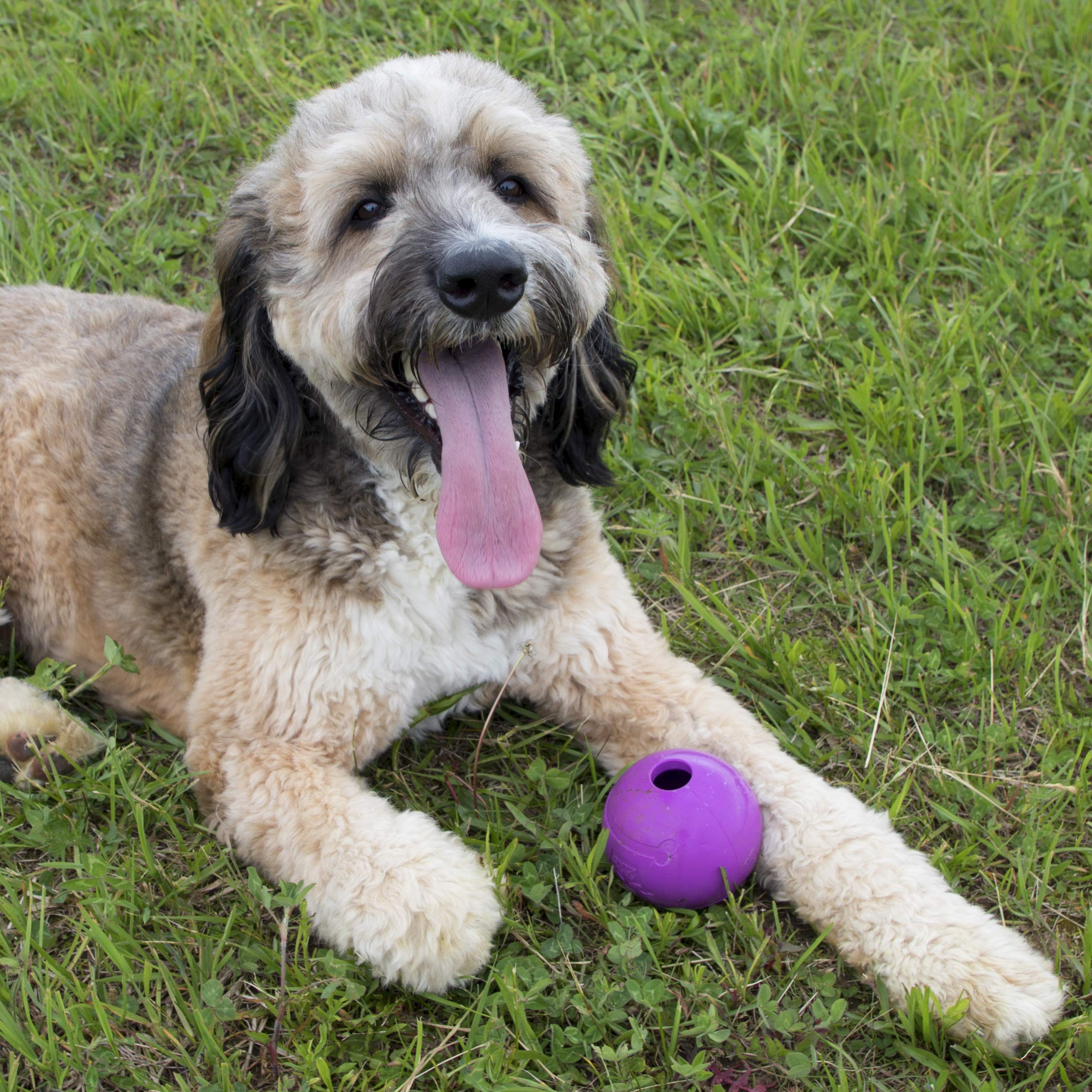 Chew King Dog Fetch Balls - Durable Natural Rubber Toy, 4 inch, 2 Pack, All Breed Sizes, Model CM-10031-CS01