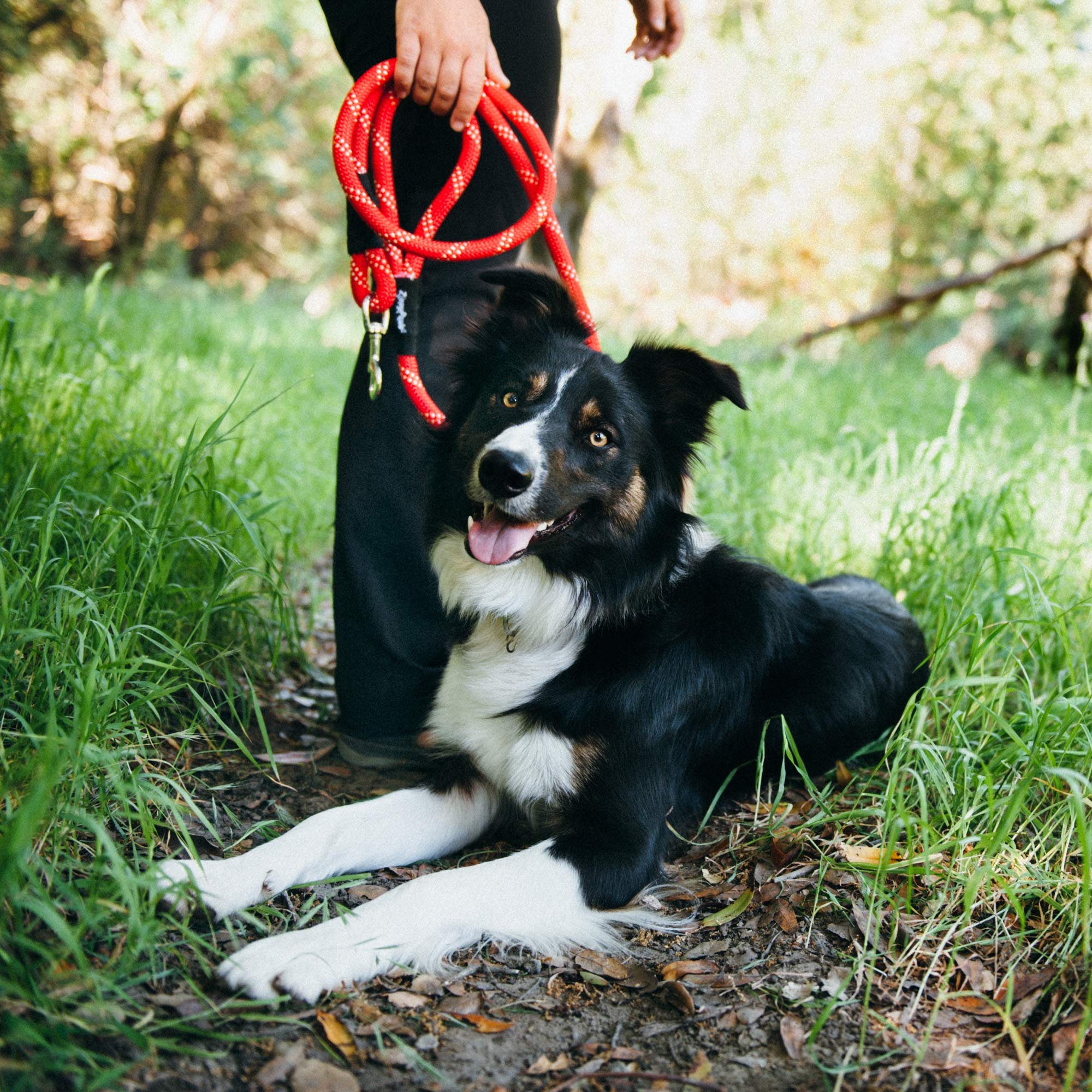 ZippyPaws Dog Leash - 6 Feet, Red, Durable Material, Model ZP308