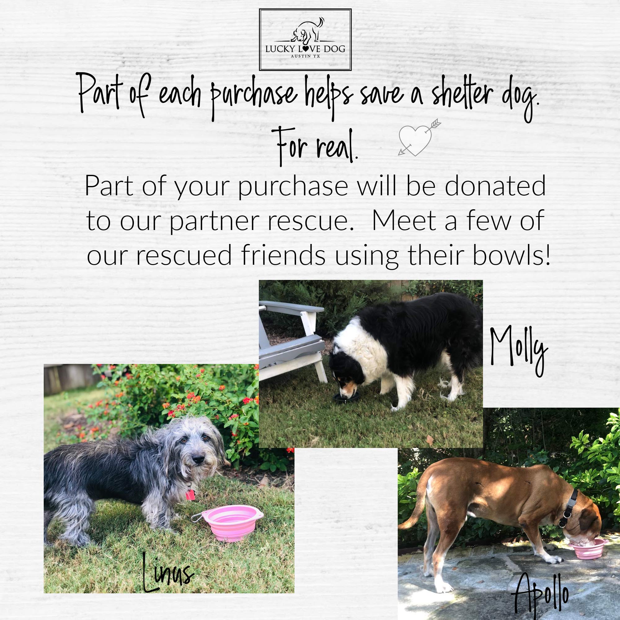 Lucky Love Dog Travel Dog Bowl, Collapsible Compact Water Dog Dish, Rose