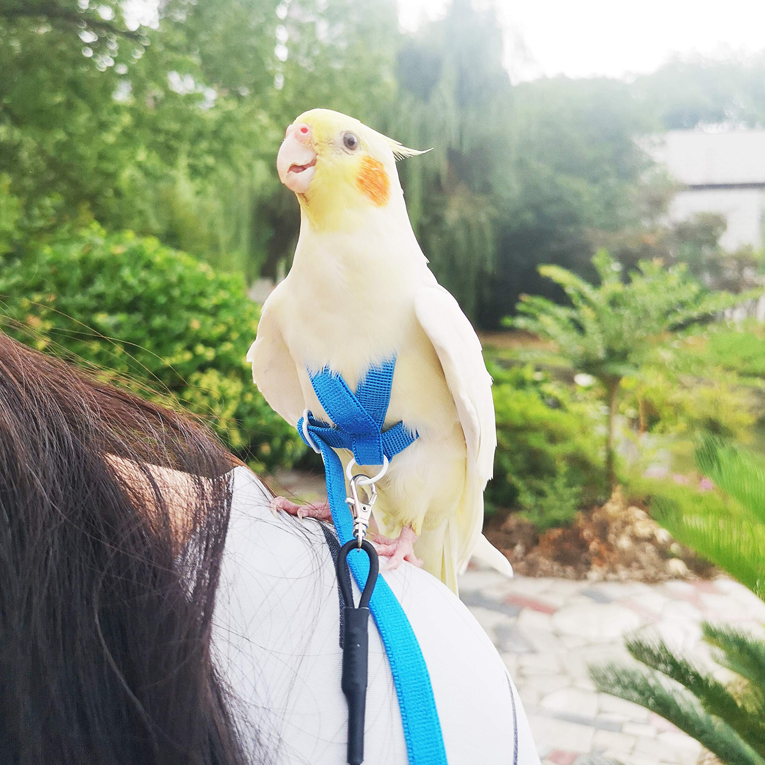 Vanfavori Adjustable Bird Harness With 80 Inch Leash,Outdoor Flying Training Rope Kit For Bird Parrots Cockatiel S Size Weight 70-120 Grams,Blue