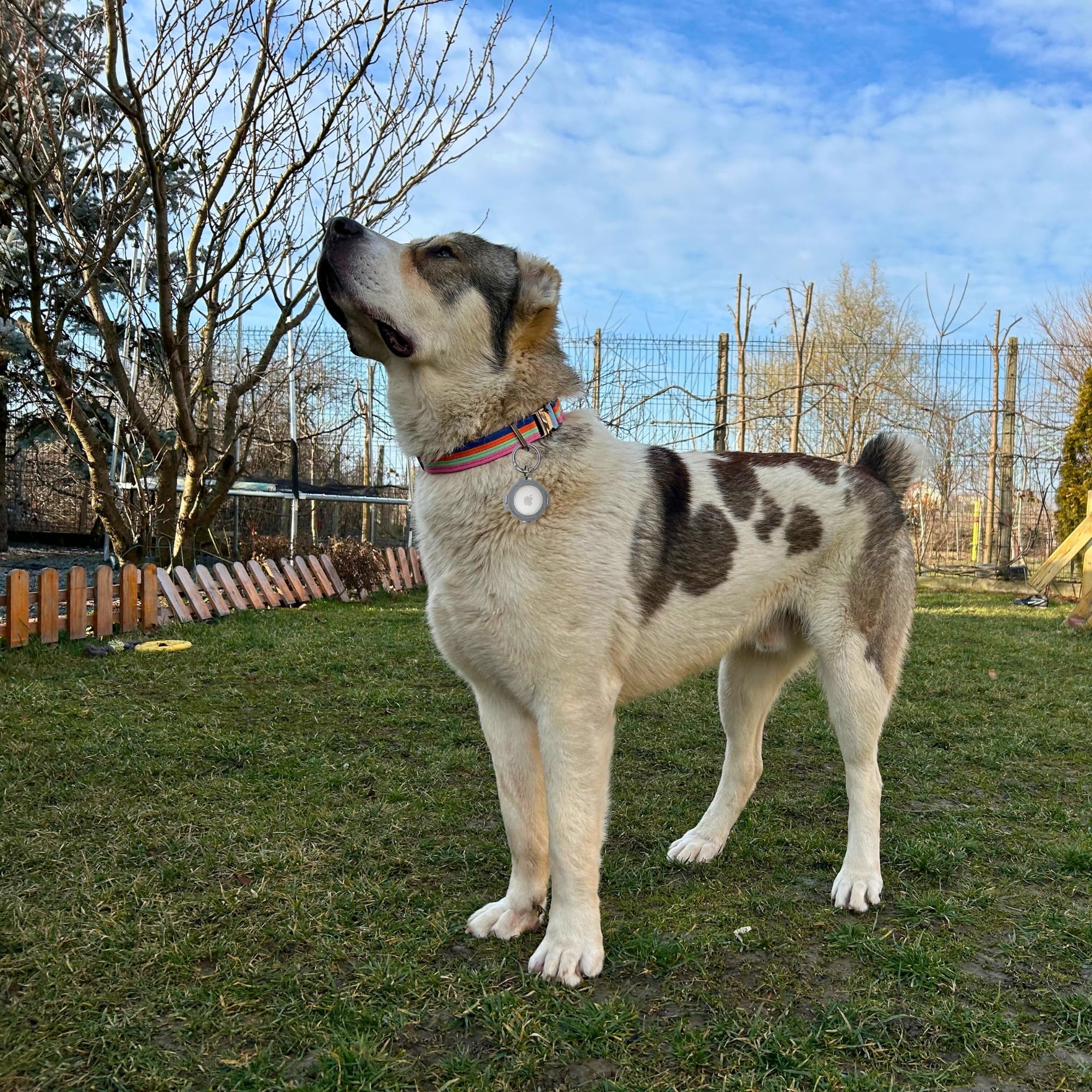 Adityna Cotton Dog Collar With Airtag Holder - Heavy-Duty Metal Buckle, Breathable, Easy Adjustable For Large & Extra-Large Bree