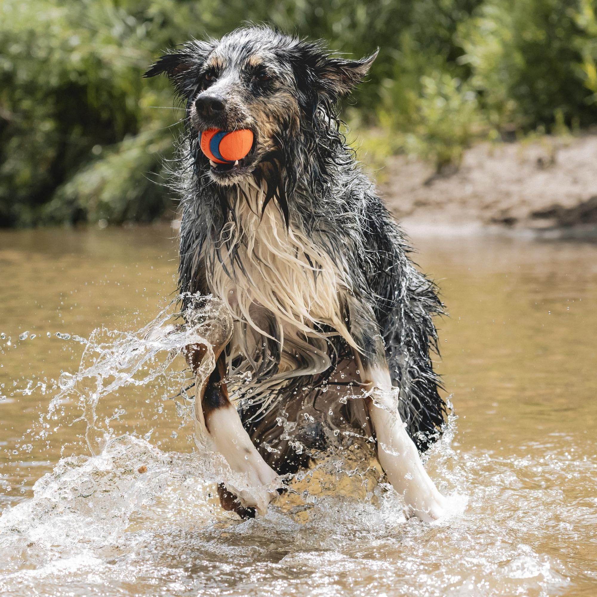 Chuckit! Ultra Ball Dog Toy - Size Large - For Dogs 60-100 Lbs - Made From Durable Rubber - Super Bouncy - Floats In Water - 3-I