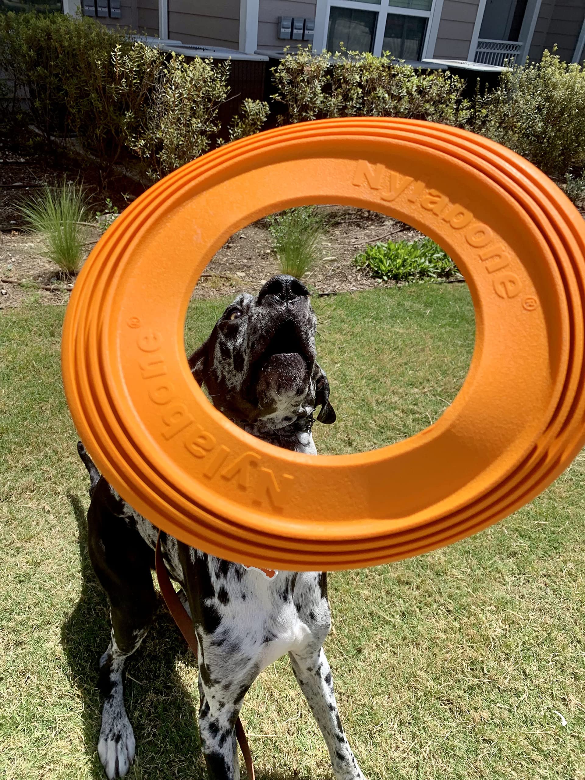 Nylabone Power Play Super Flyer Gripz Disc for Dogs, Orange, One Size (1 Count) - Durable, Fun Fetch Toy for Active Dogs