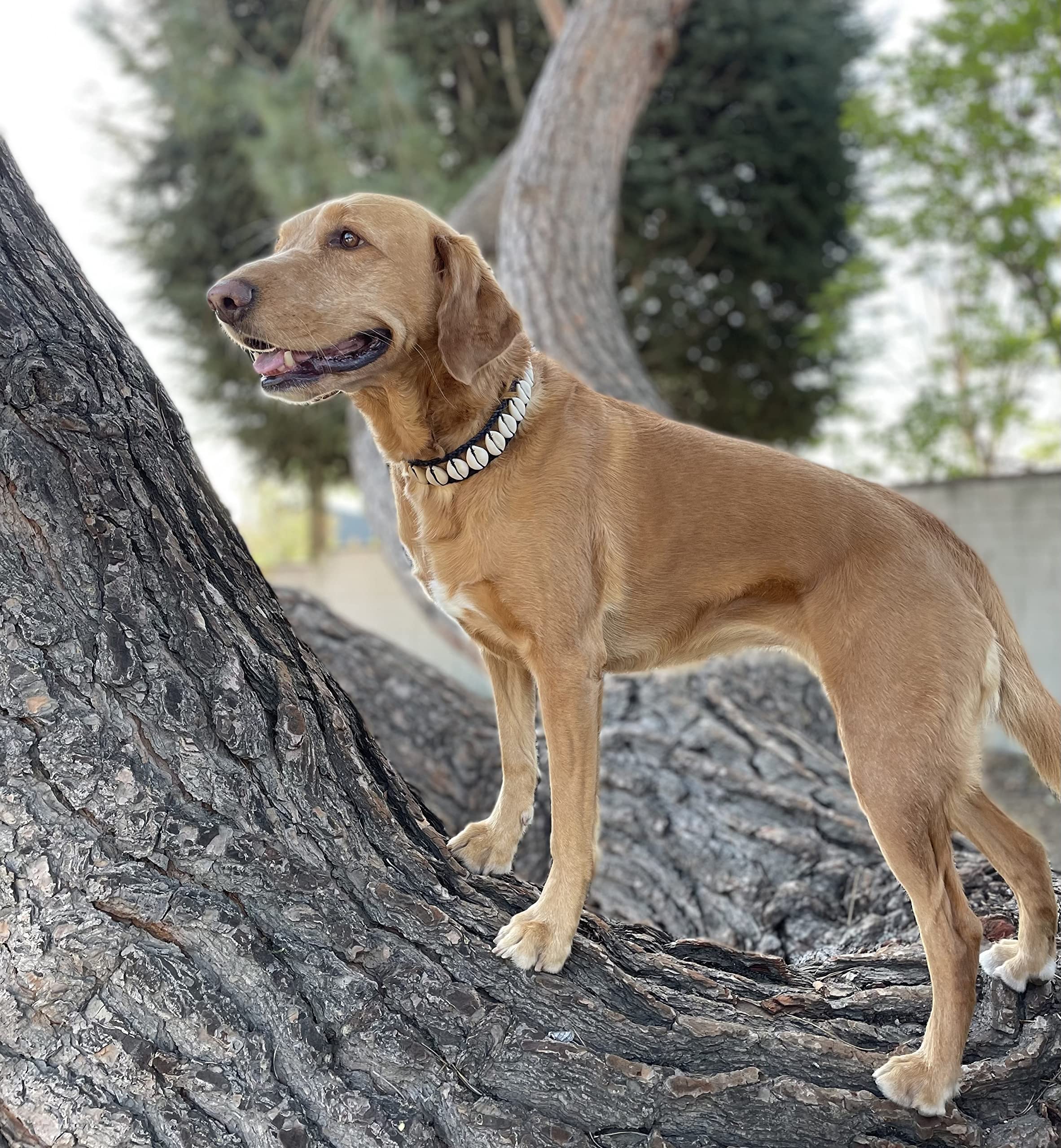 Handmade Seashell Dog Collar, Cool Dog Collar Cute Pet Collar Awesome Pet Necklace Fun Dog Stuff Designer Dog Fashion Nautical D