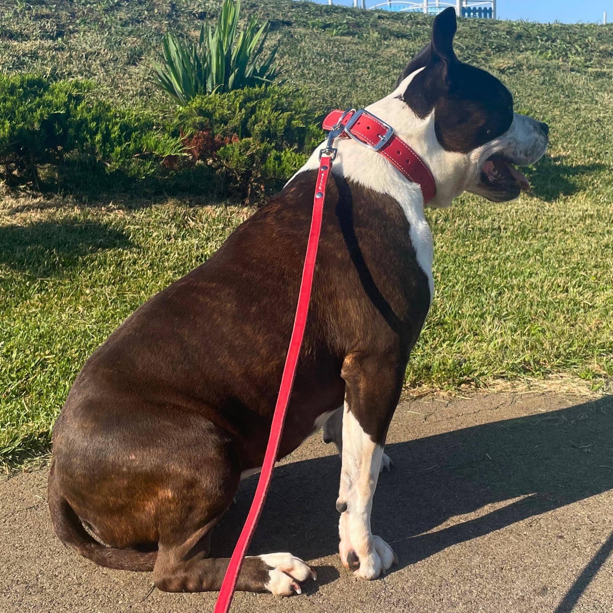 Adityna - Premium Leather Dog Leash - 6 Ft, Heavy-Duty, Soft & Strong For Small/Medium Dogs (Small: 6 Ft X 1/2, Red)