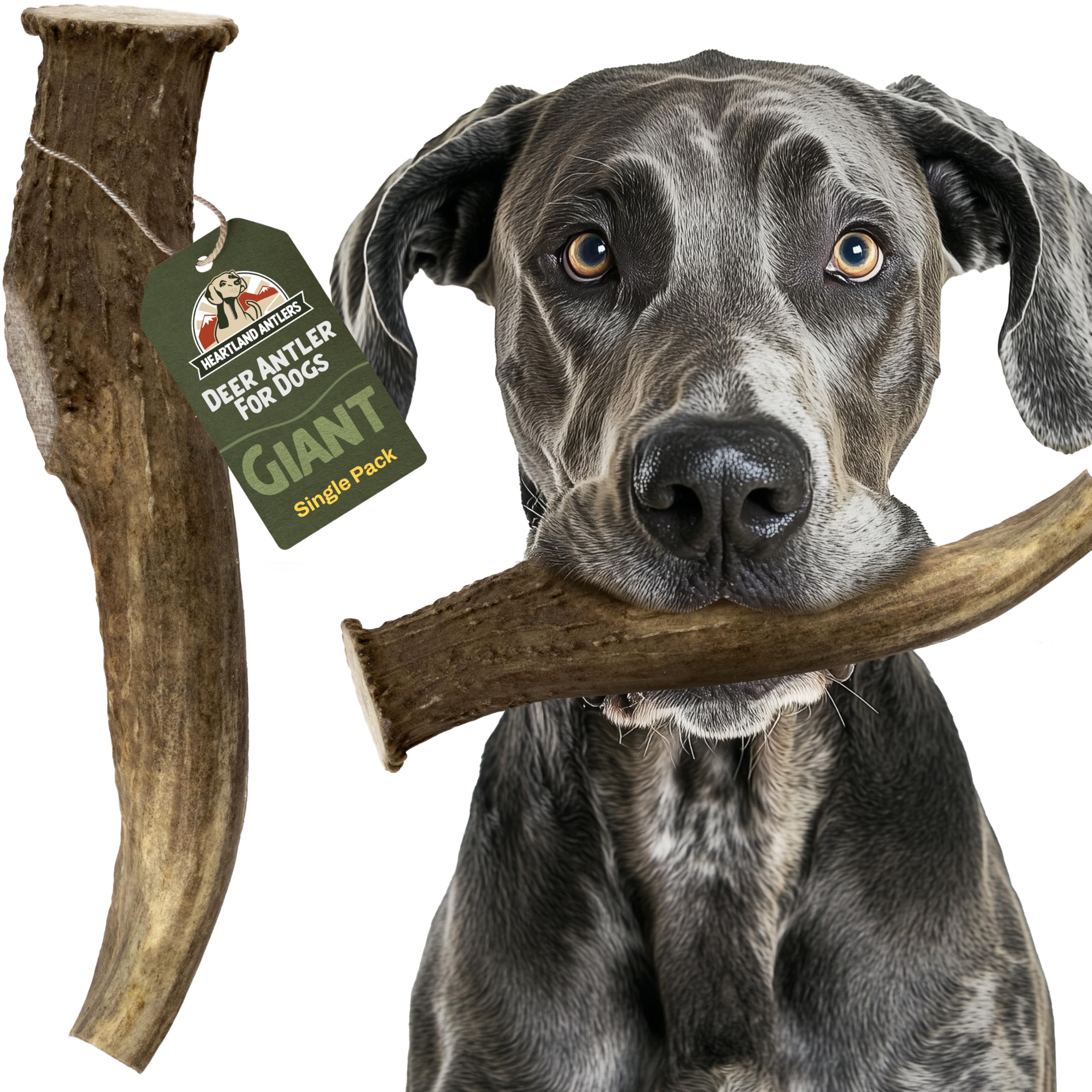 Heartland Deer Antlers For Dogs (Giant, 9+'', 1-Pack) - Grade A, Naturally Shed | Tough, Splinter-Free Chew For Aggressive Chewe