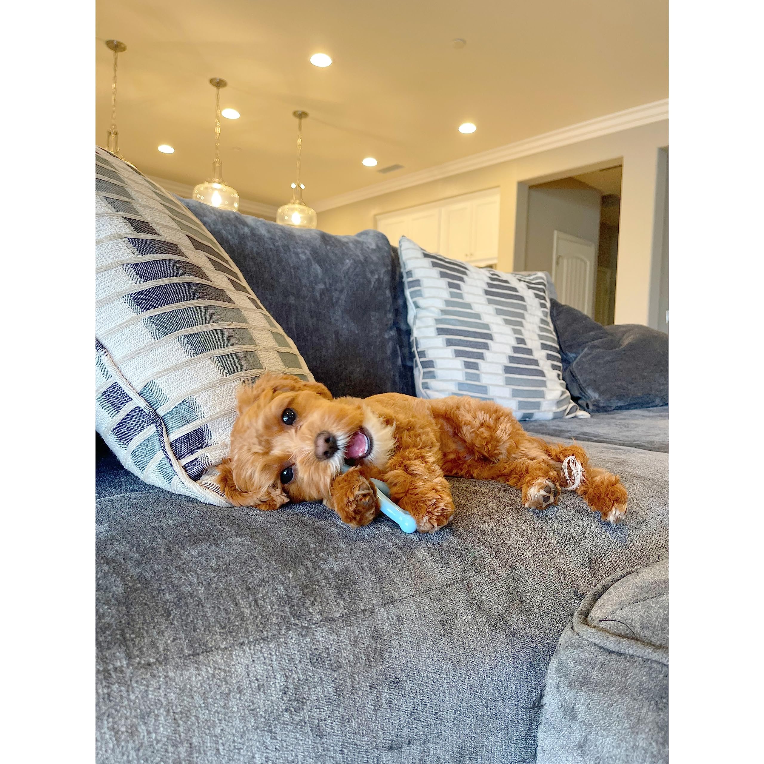 Nylabone Wishbone Puppy Chew Toy, Toys For Teething Puppies, Blue, Chicken Flavor, X-Small - Up To 15 Lbs, 1 Count