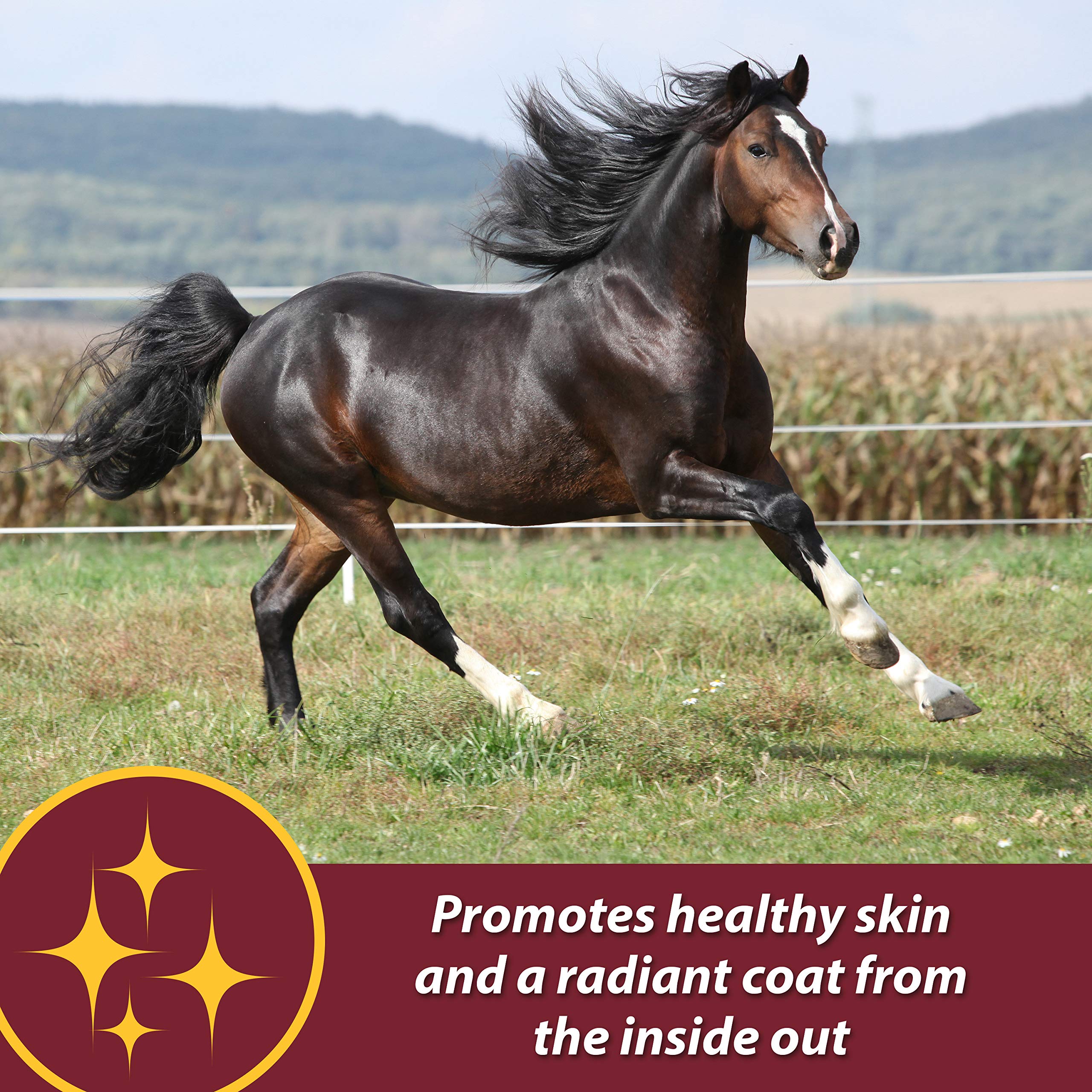 Farnam Laser Sheen Skin & Coat Supplement for Horses, Promotes Healthy Skin & Radiant Coat from The Inside Out, 3.75 Pounds 30 D