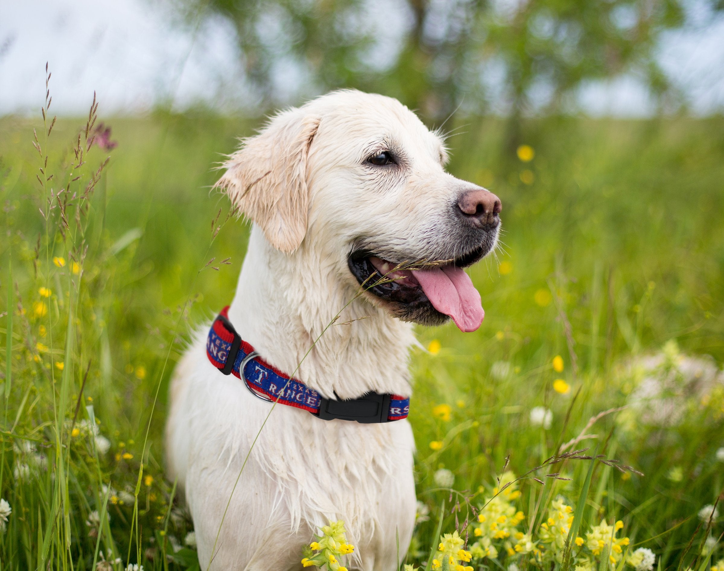 Pets First Texas Rangers Collar- Ribbon, Size: L (Ran-3036-L) (Ran-3036-Lg)