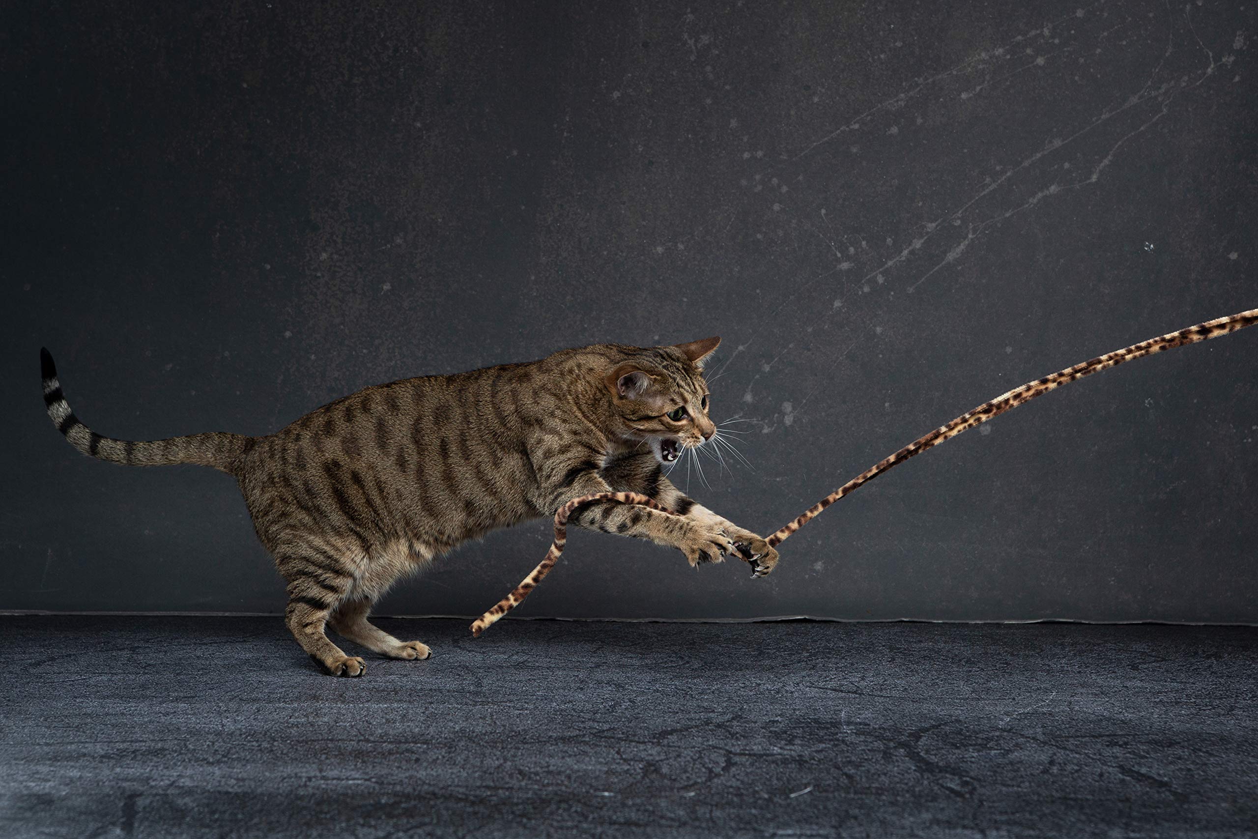 Cat Dancer Jungle Cat Wand (Pack Of 2), Charmer Interactive Cat Toy, Safe Teaser Wand For Indoor Cats & Kittens, Flexible Exercise Toy Made Of Multicolor Fabric Ribbon, For Medium Breeds