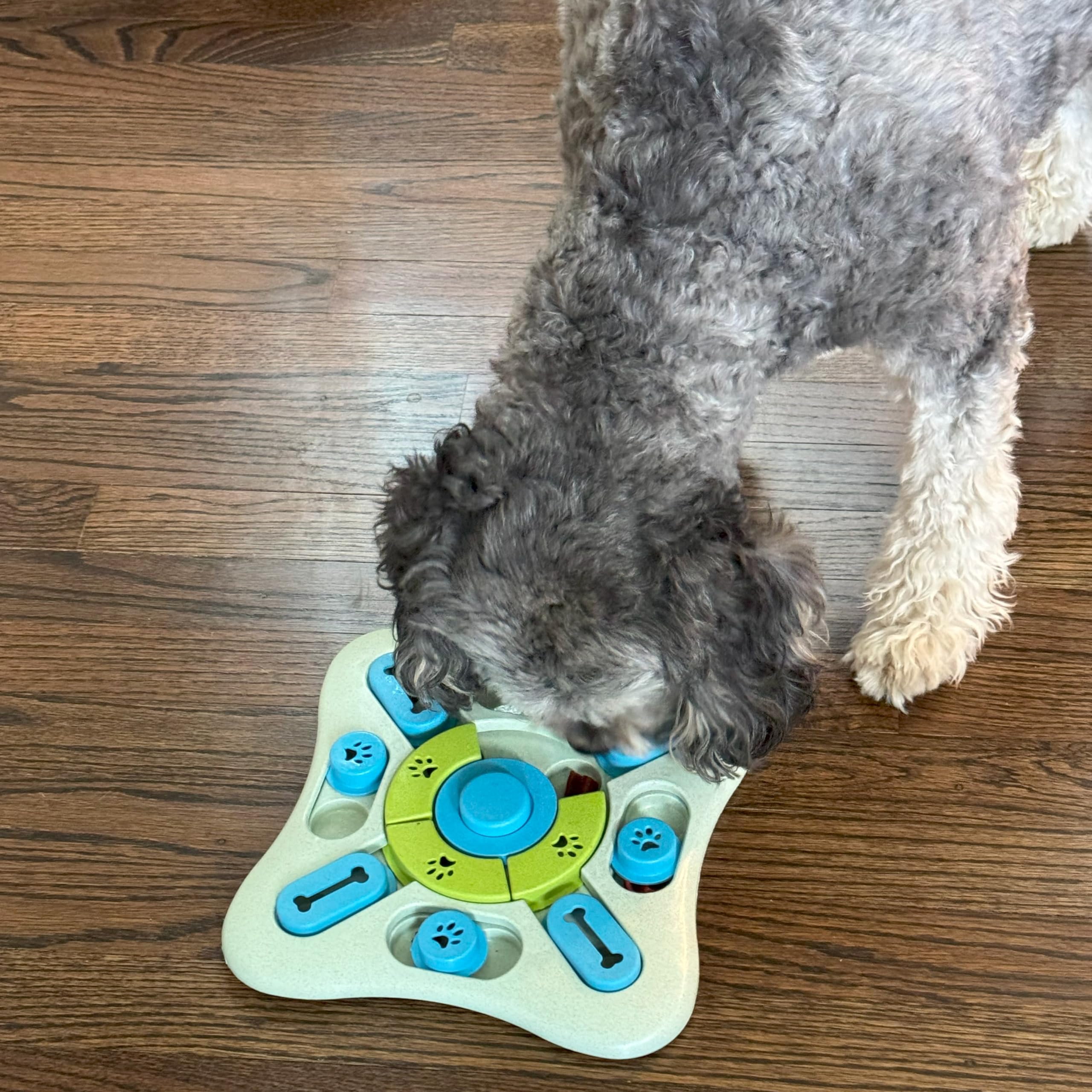 SPOT Seek A Treat Slide N Turn Puzzle -Interactive Dog Puzzle Toy for Small, Medium & Large Smart Dogs and Cats, Squeaky, Enric