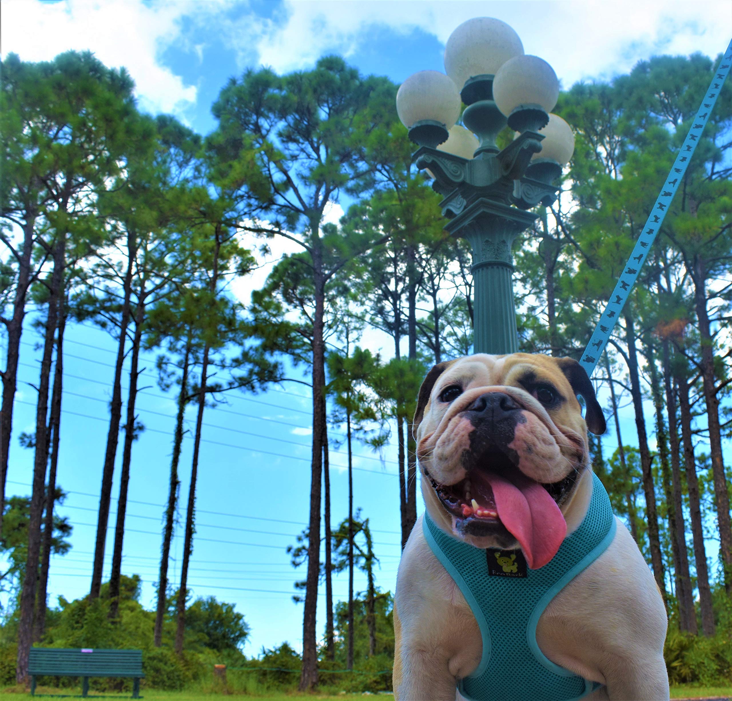 Ecobark Dog Harness - Luxurious Soft Mesh - Eco-Friendly Over The Head Vest Harness - No Pull & No Choke Design - Padded Breathable Body Halter - Large Puppies & Medium Breeds (Blue, Xl)