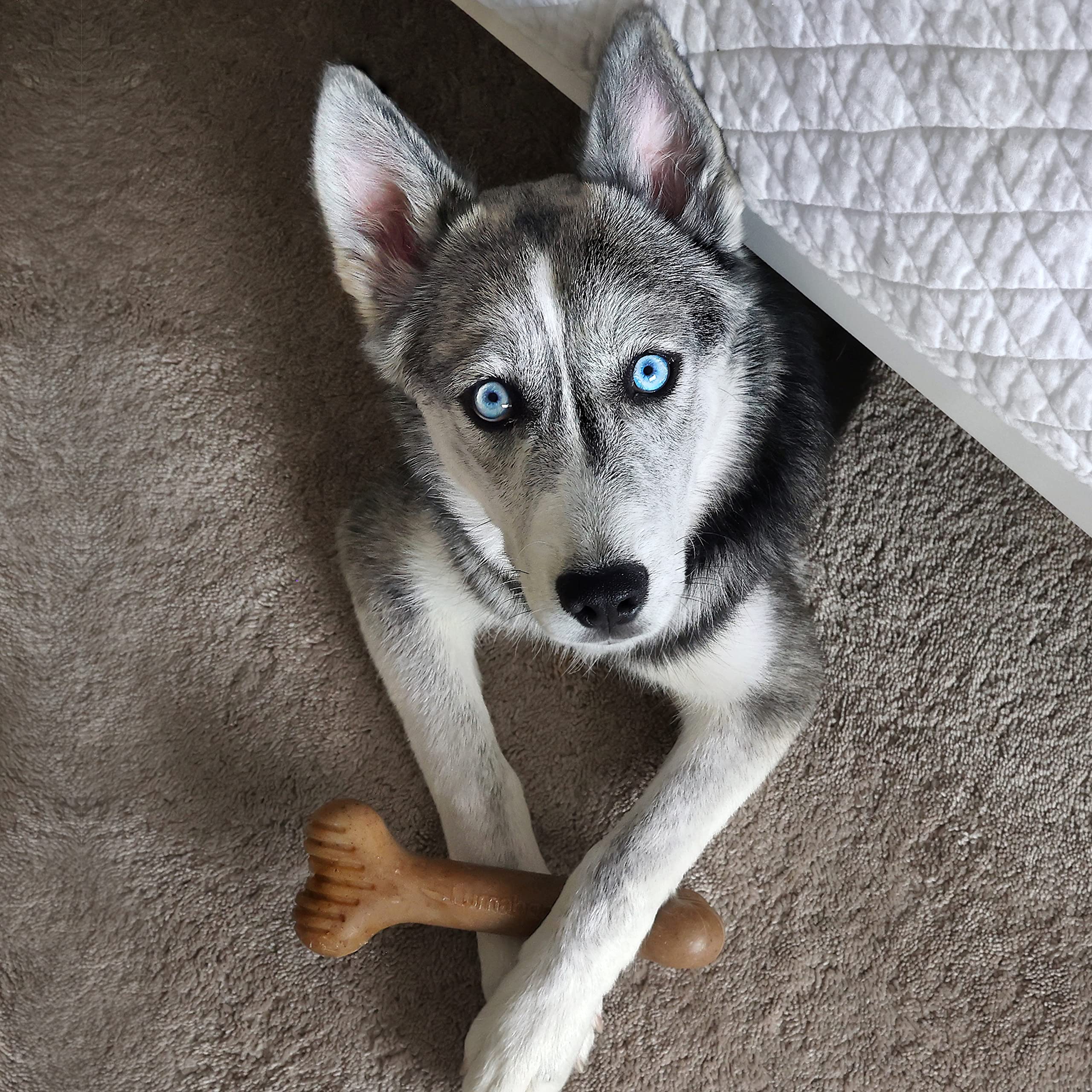 Lumabone Bulkster Durable Chew Toy For Aggressive Chewers, Real Beef, Made In Usa, Small