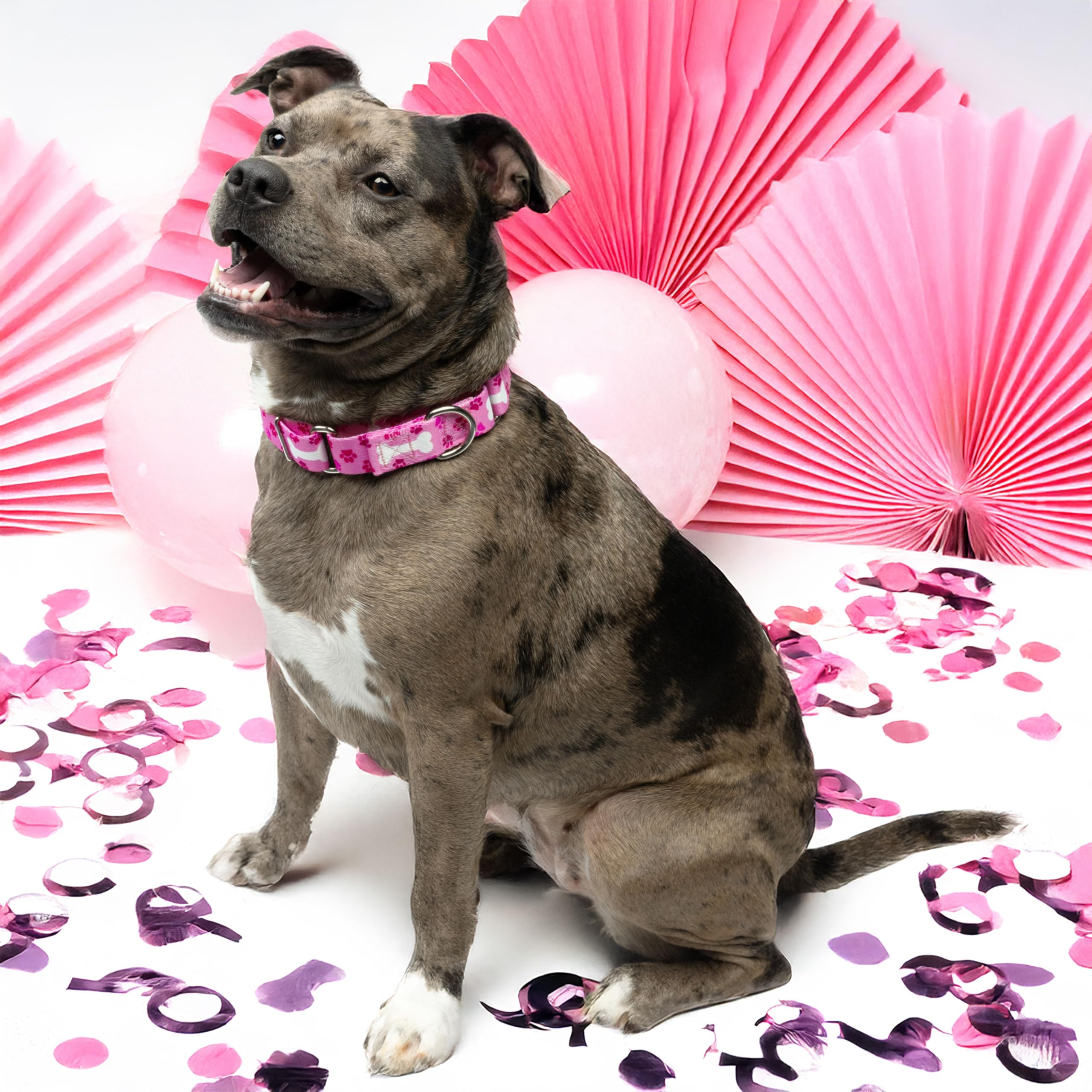 Country Brook Petz - Hossfit Jr Wide Martingale Dog Collar - Dog'S Life Collection Featuring Playful Designs (Pink Oh My Dog, Me
