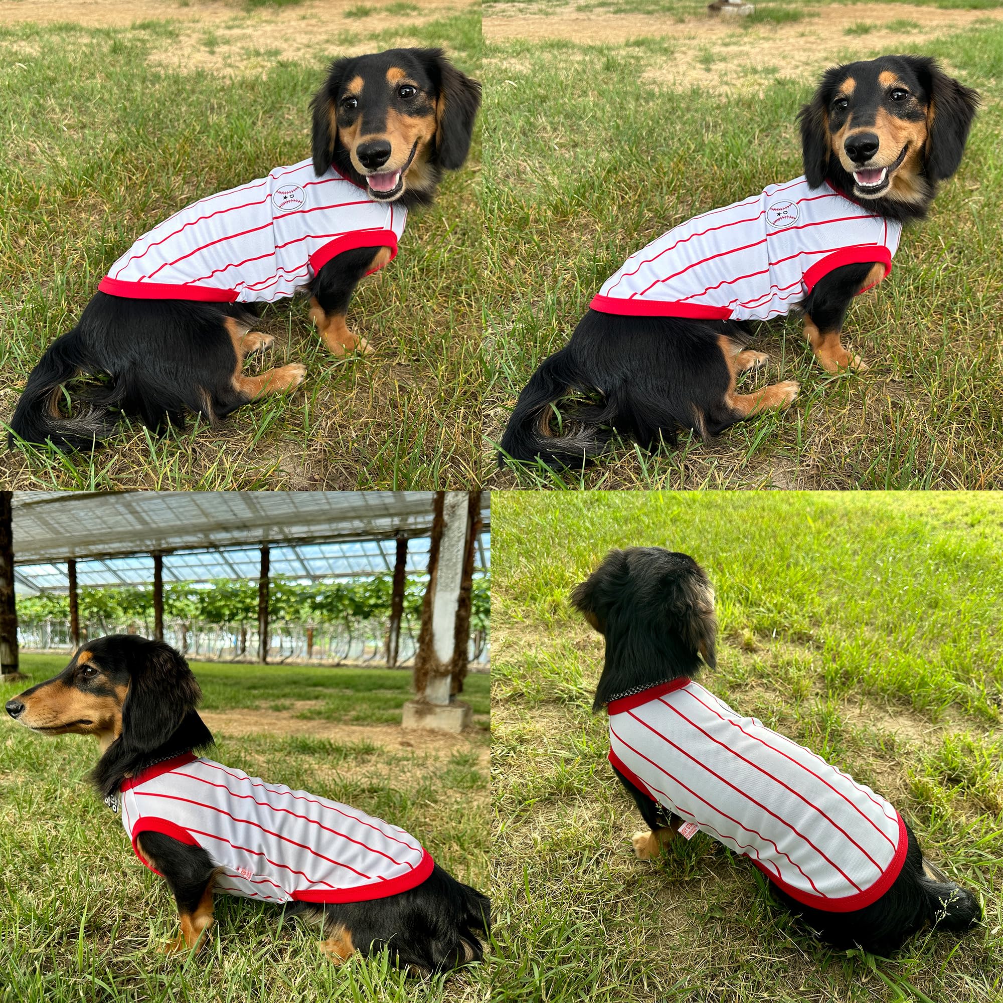 D Doggy Star Dachshund Clothes For Dogs Baseball Mini And Adults T Shirts (Xl,Baseball Red)