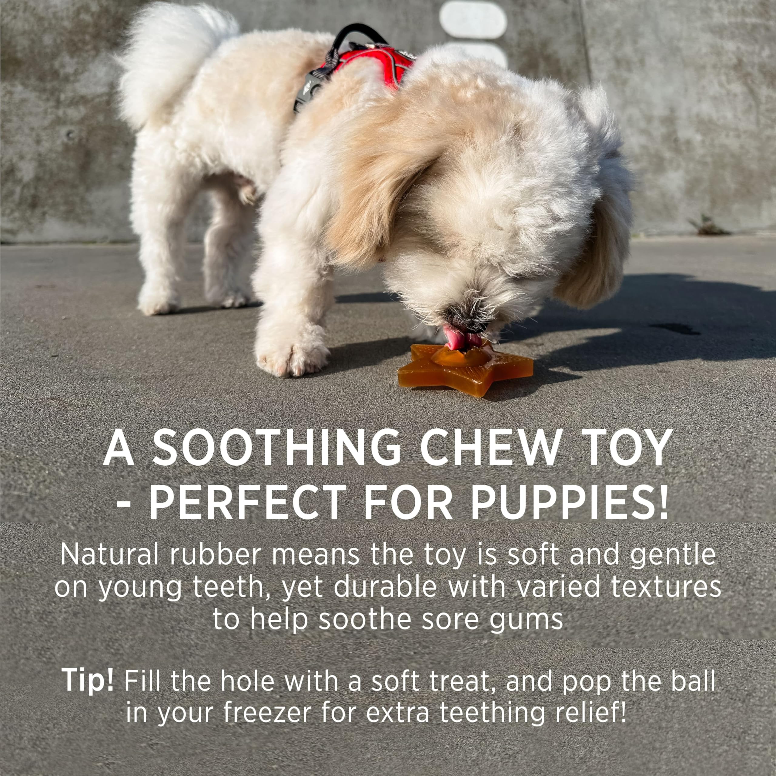 Hevea Star Treat Dog Activation Toy (Hunter Green) - Natural Rubber Dog Chew Toy for Sore Gum Relief - Tested and Safe for Your