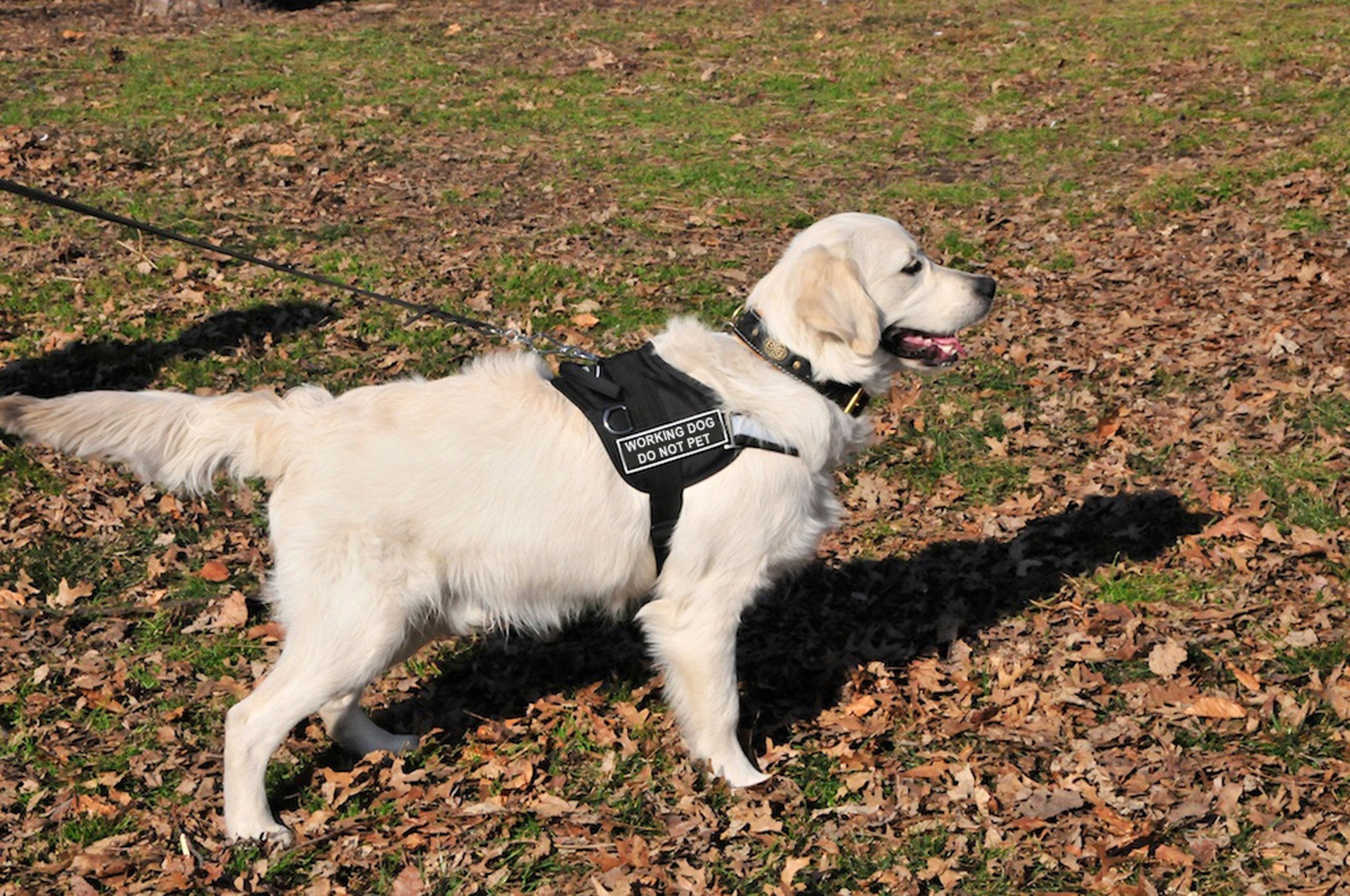 DT Universal No Pull Dog Harness, Working Dog Do Not Pet, Black, Small, Fits Girth Size: 24-Inch to 27-Inch