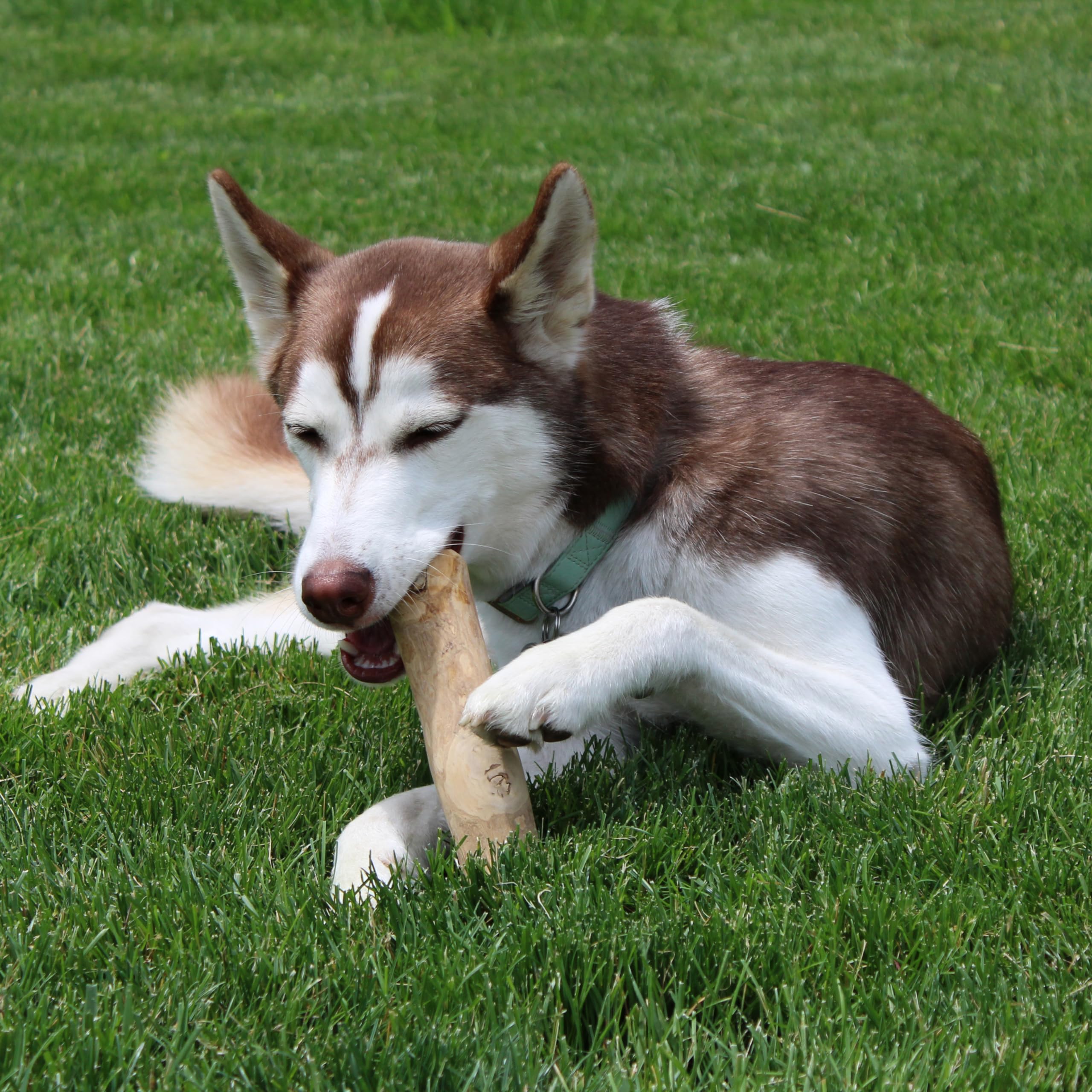 Spot Coffee Wood Dog Chew Toy – 100% Natural & Sustainably Sourced Non-Splintering Wood From Coffee Plants, Long Lasting, Durable Toy For Aggressive Chewers, For Large Dogs And Puppies Up To 99Lbs
