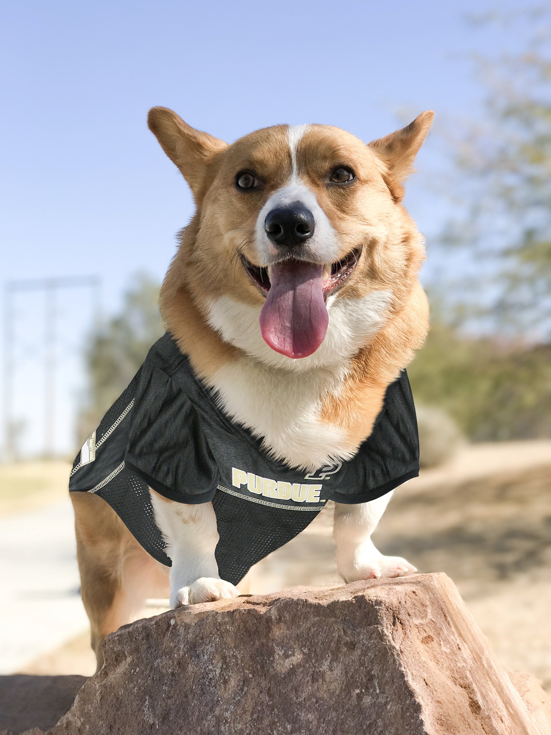 NCAA College Purdue University Mesh Jersey for DOGS & CATS, Medium. Licensed Big Dog Jersey with your Favorite Football/Basketba