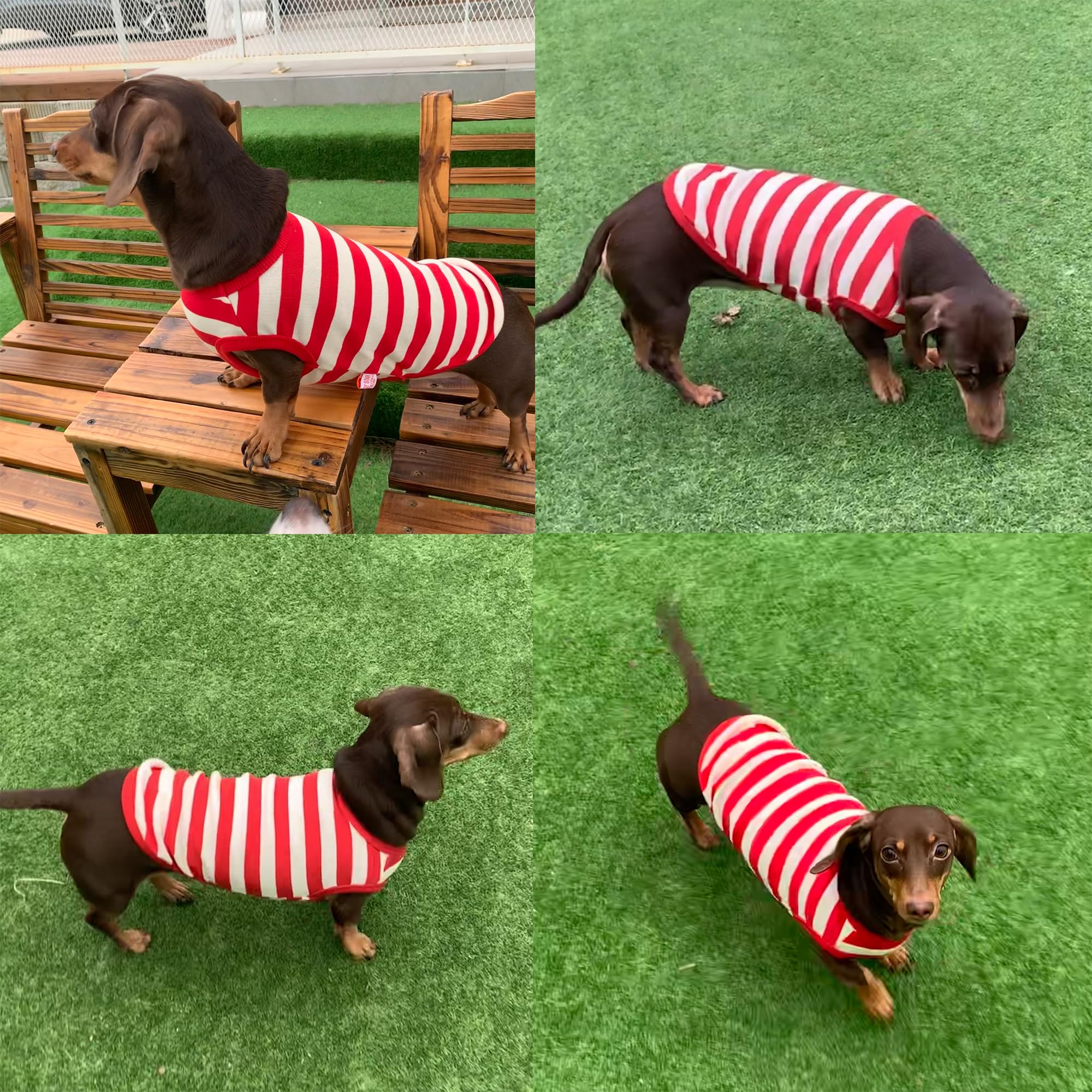D Doggy Star Dachshund Clothes For Dogs Mini And Adults T Shirts (L,Stripe Red/Ivory)