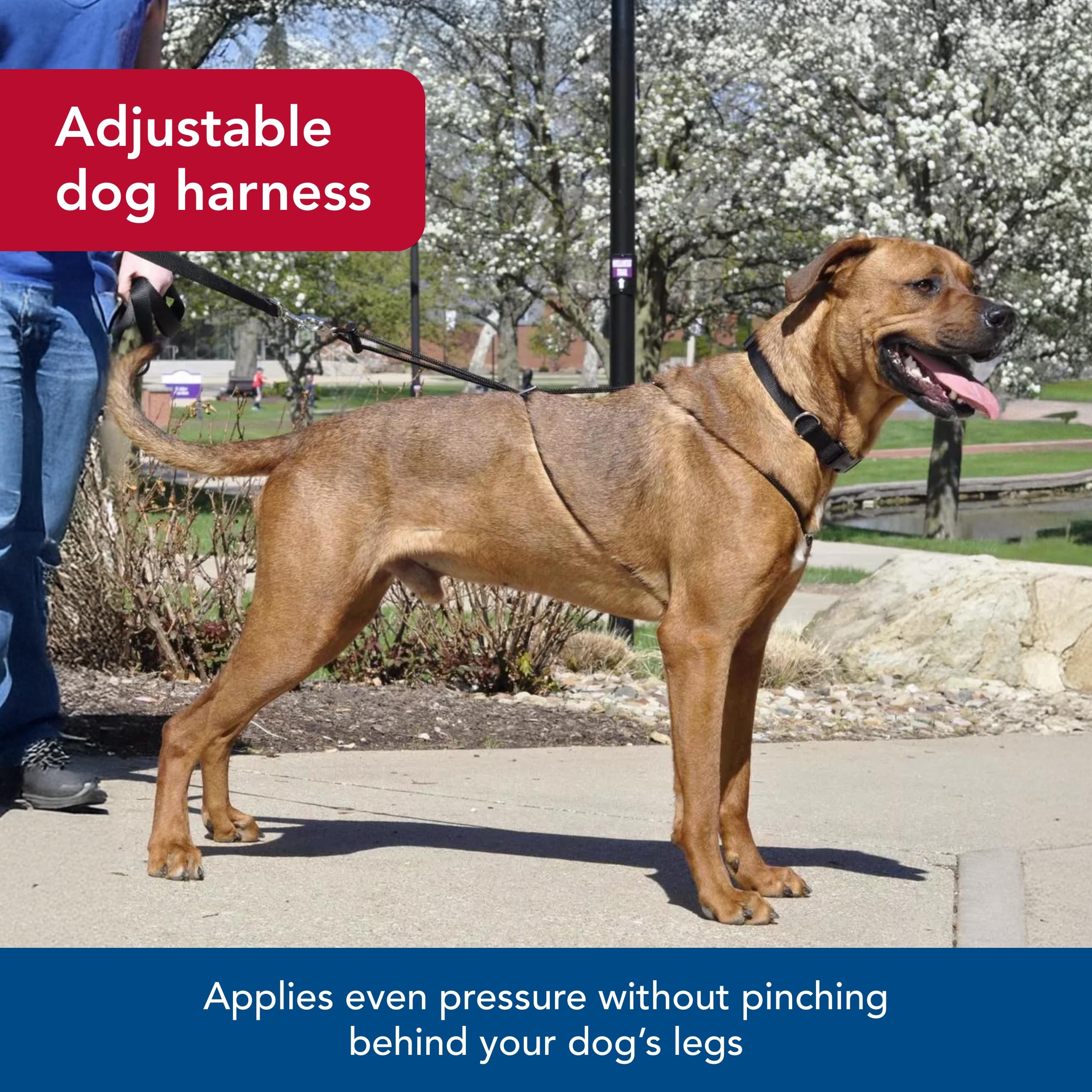 Coastal Pet Holt Adjustable Dog Control Harness - Big & Small Dog Harness - Walking Harness For Dogs - Instructions Included - Top-Grade Pet Supplies For Dogs - Black, Small (14')