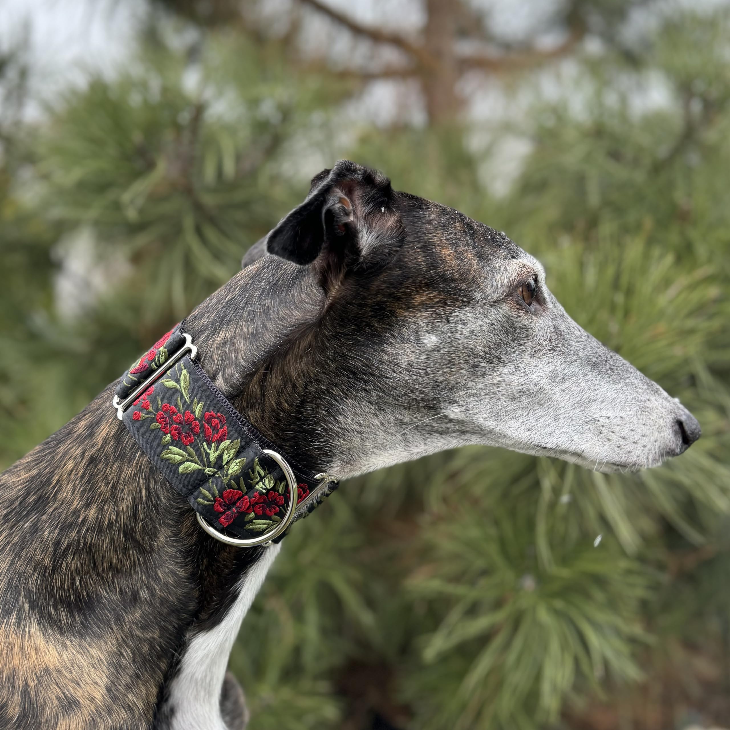 Sighthound Gang Martingale Dog Collar For Greyhound Saluki Whippet And Other Breeds With Similar Neck 2'' Wide (M 11''-14'' And Leash Set), Red, Black