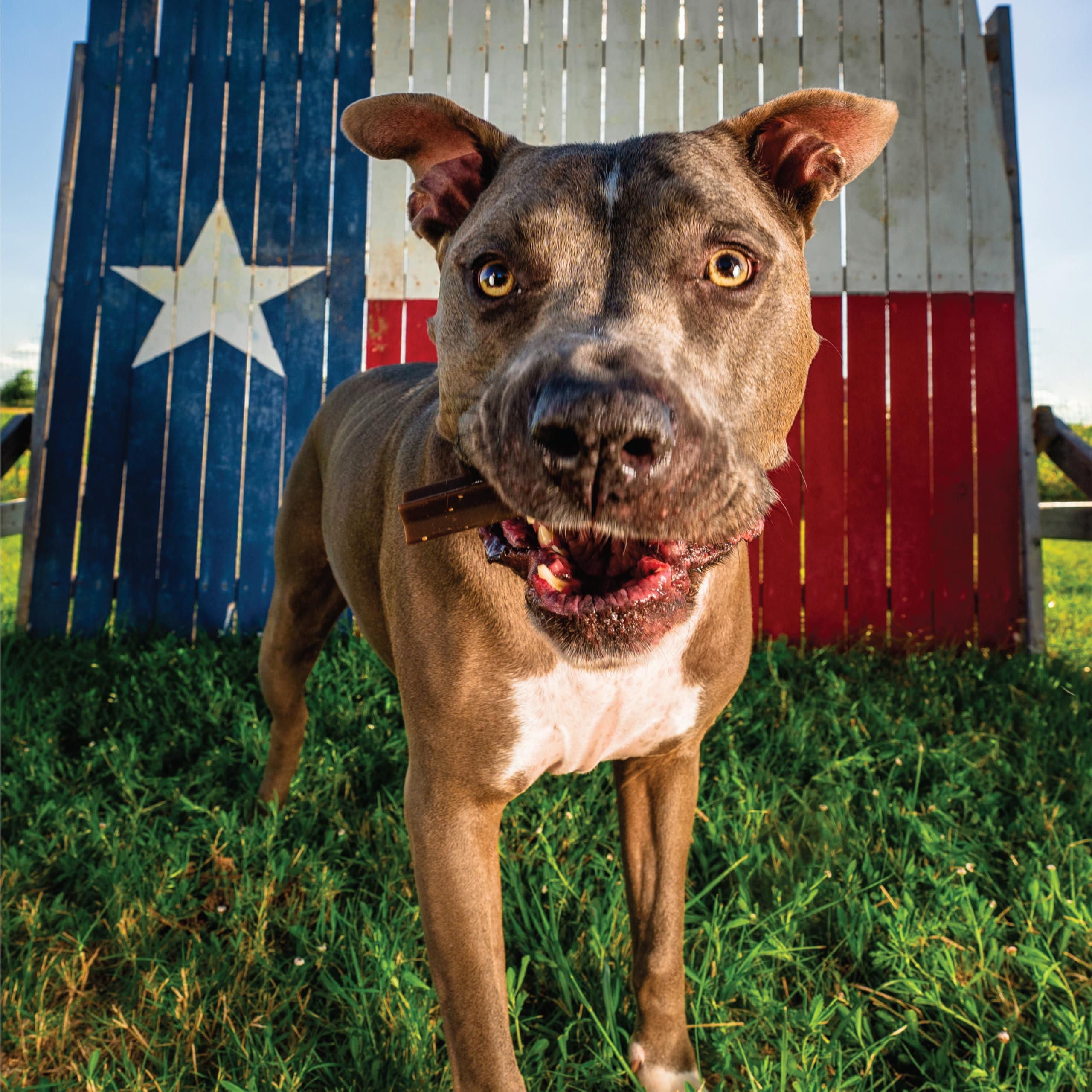 Get Naked Grain Free 1 Pouch 6.6 Oz Super Antioxidant Dental Chew Sticks, Large