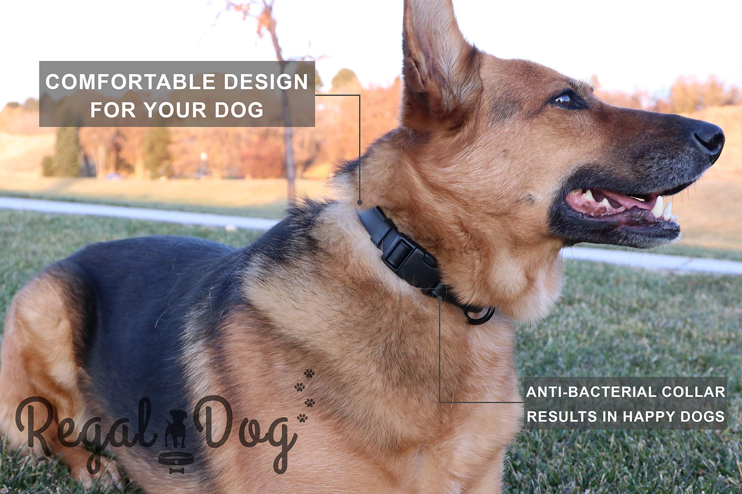 Regal Dog Products Custom Fit Small Teal Waterproof Collar With High Strength Buckle And Heavy Duty Ring – Adjustable -Proof, Waterproof Training Collar For Small Dogs Or Puppy