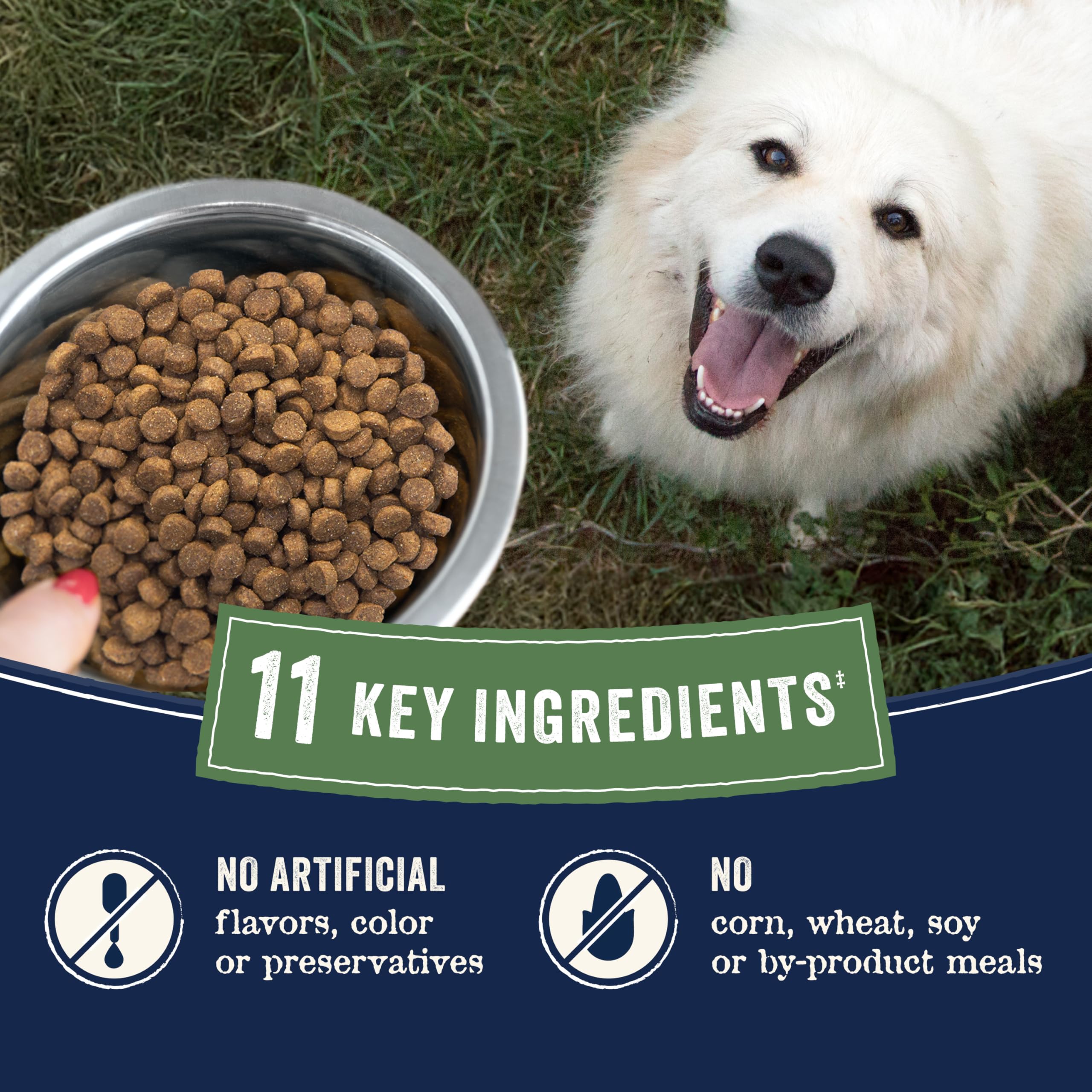 Canidae Pure Limited Ingredient Premium Adult Dry Dog Food, Real Bison, Lentil & Carrot Recipe, 10 lbs, Grain Free