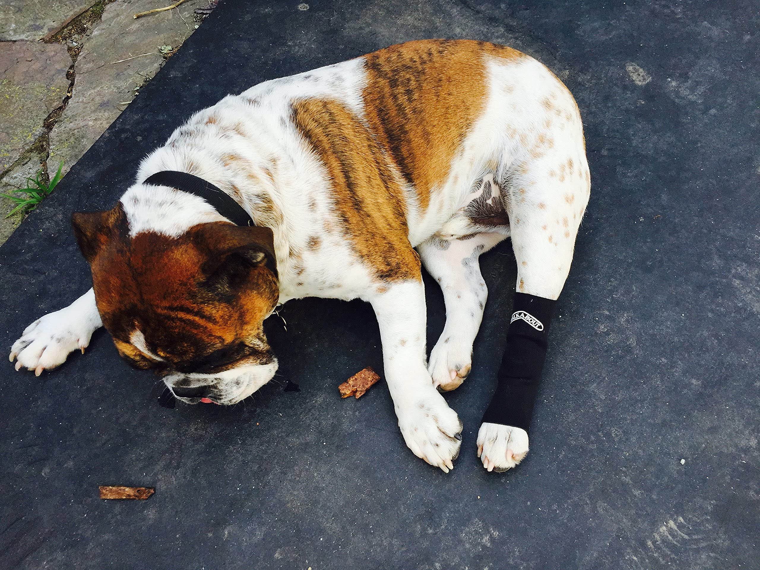 WALKABOUT Canine Compression Sleeve - Neoprene, Medium, Black