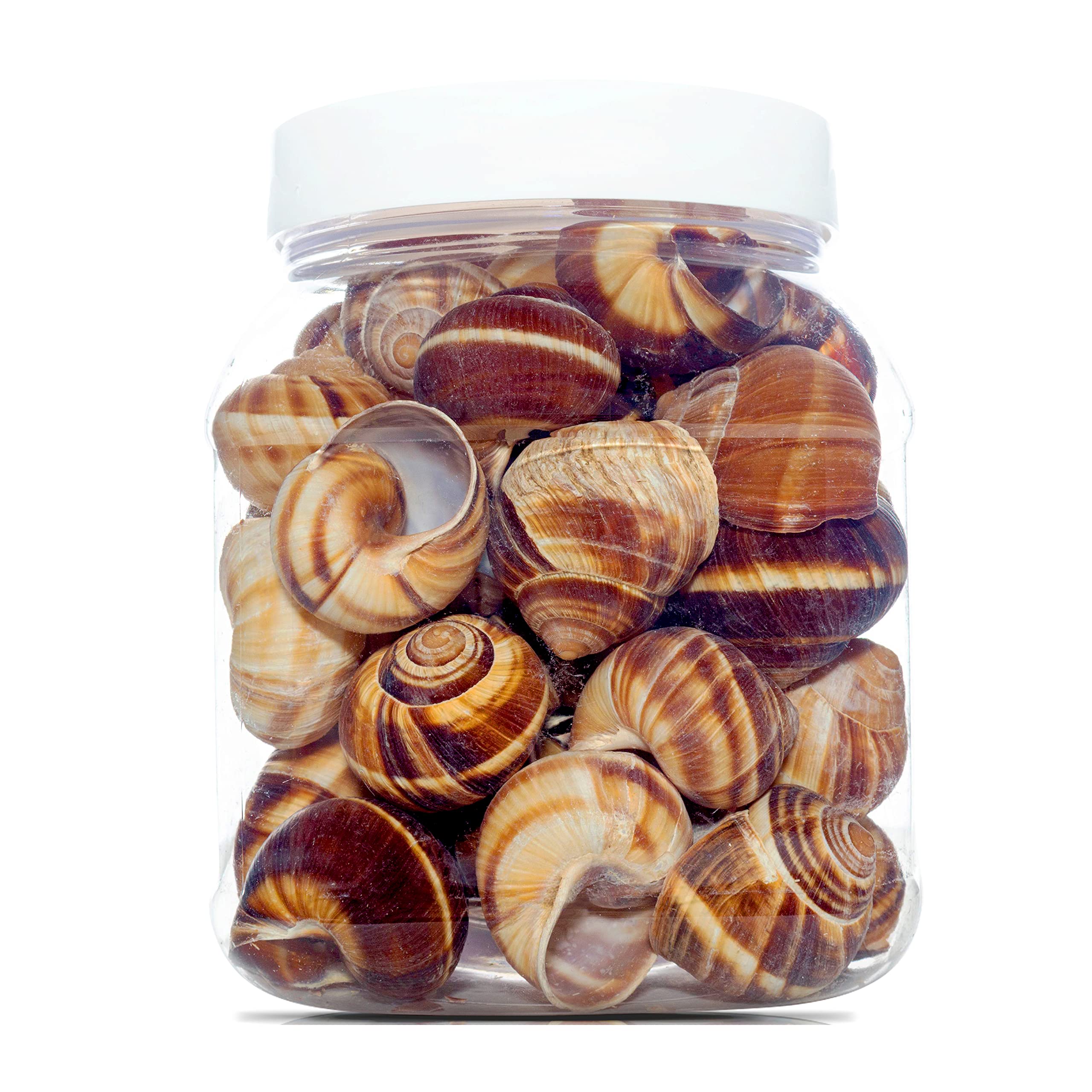Straight from France Escargot Snail Shells Large 48 Count